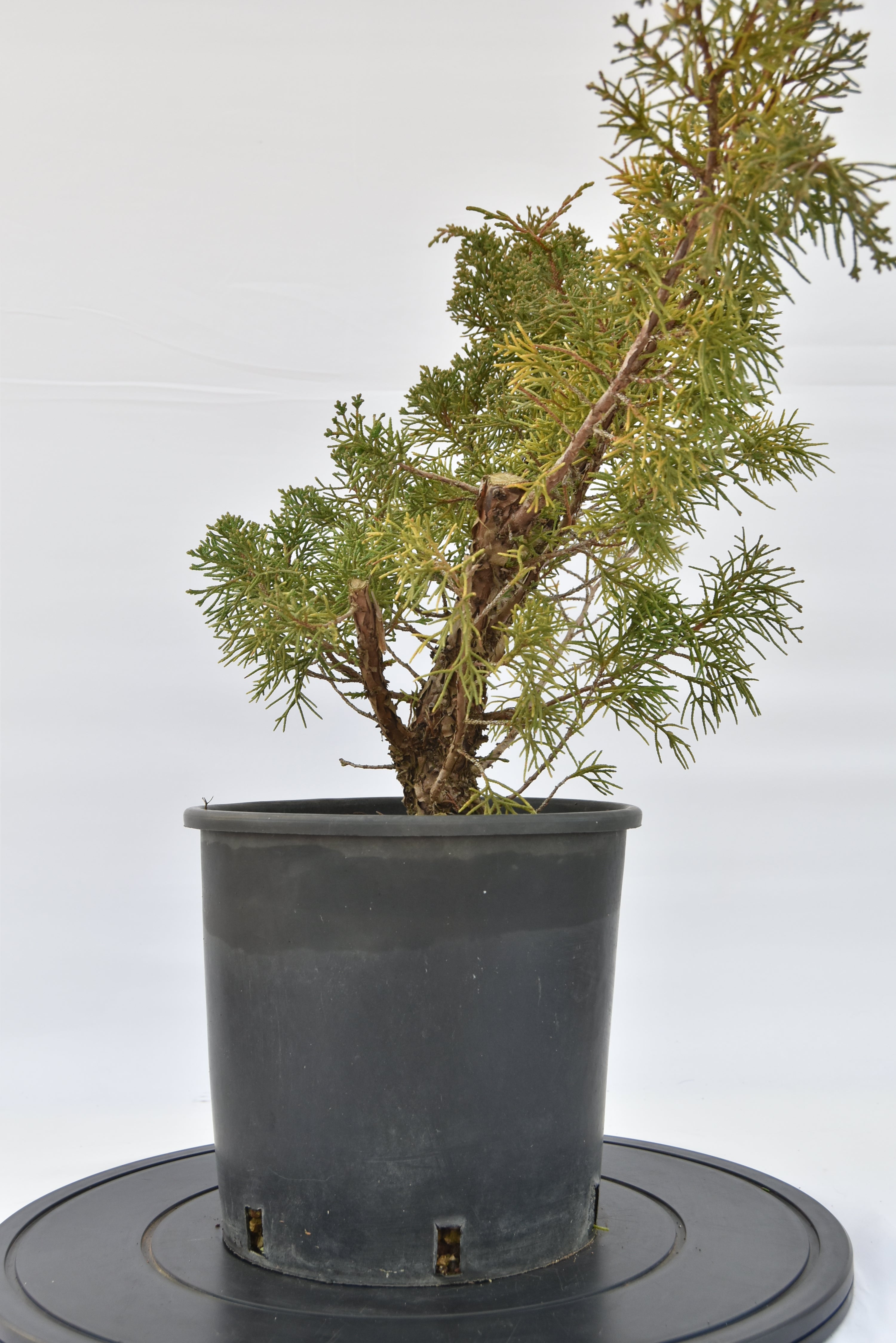 Ginepro Kishu €100 | La Gemma del bonsai