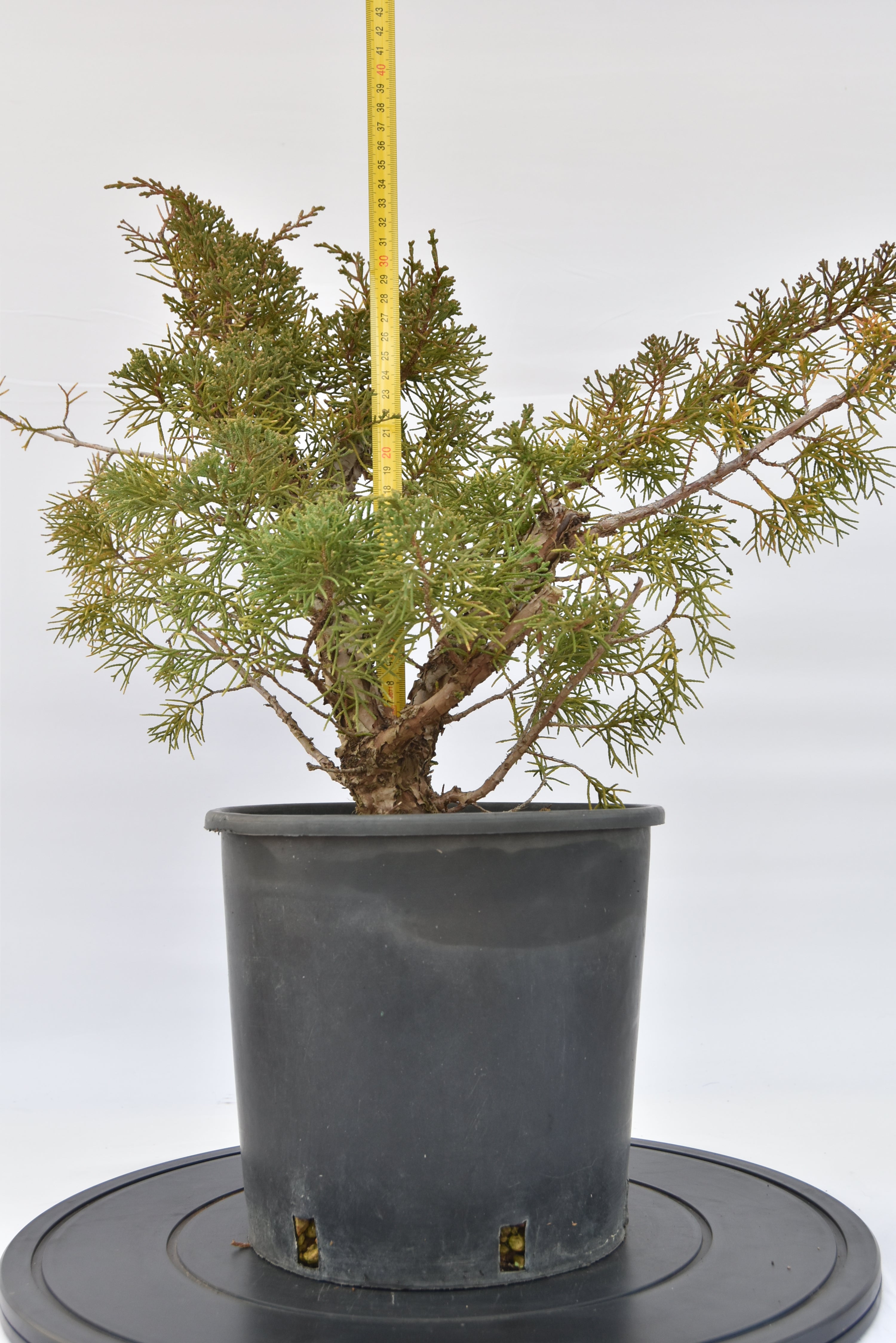 Ginepro Kishu €100 | La Gemma del bonsai
