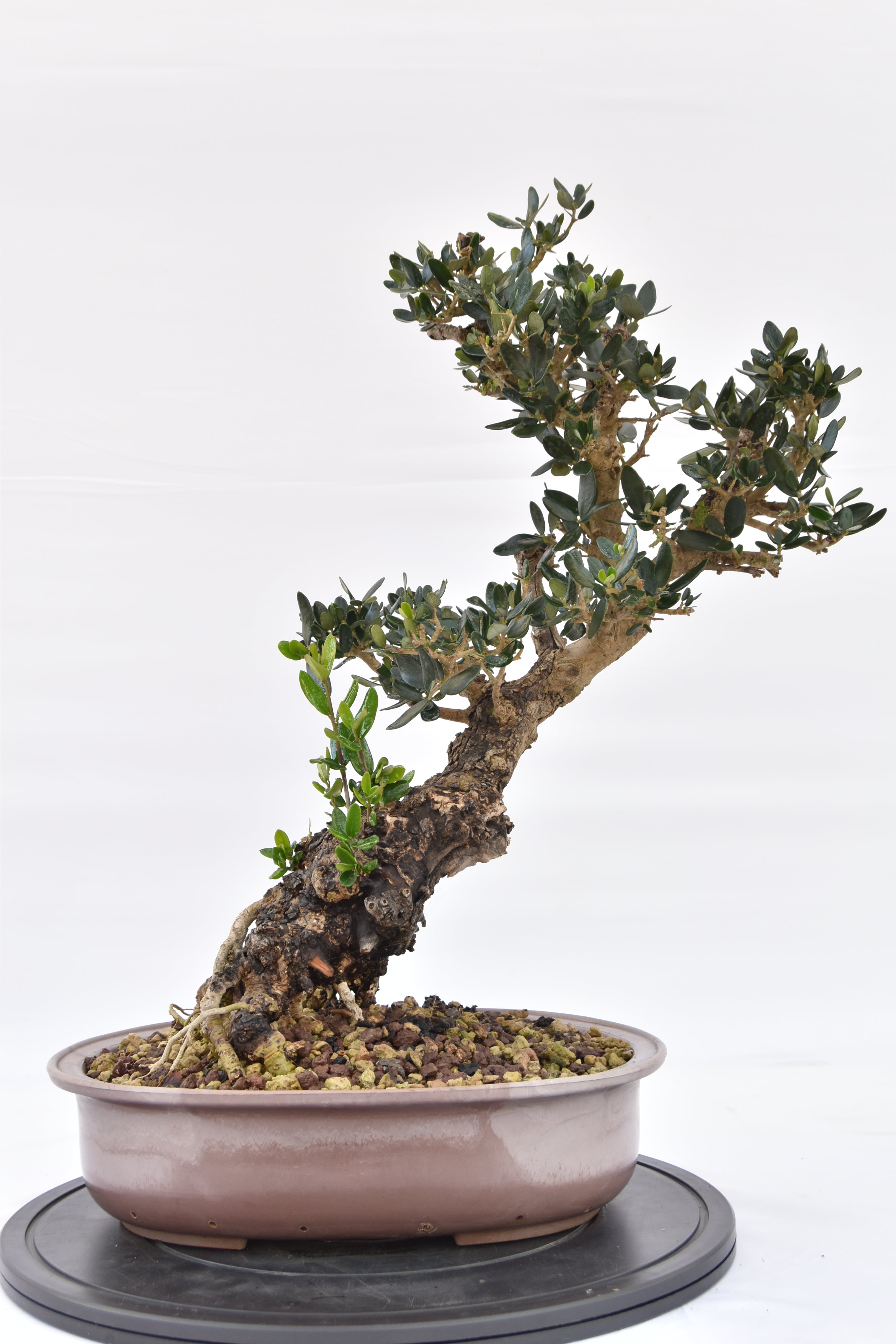 Olivo € 280 | La Gemma del bonsai