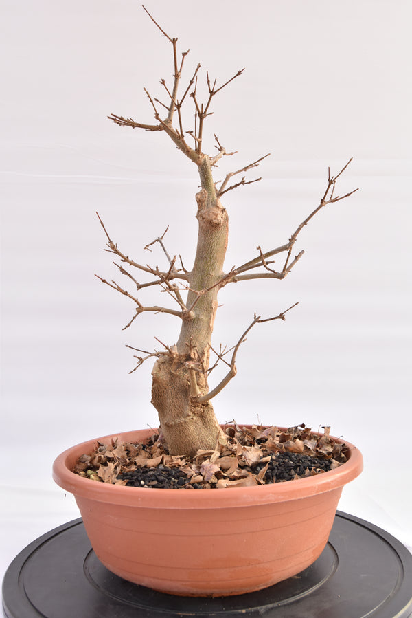 Acero Tridente € 150 | La Gemma del bonsai