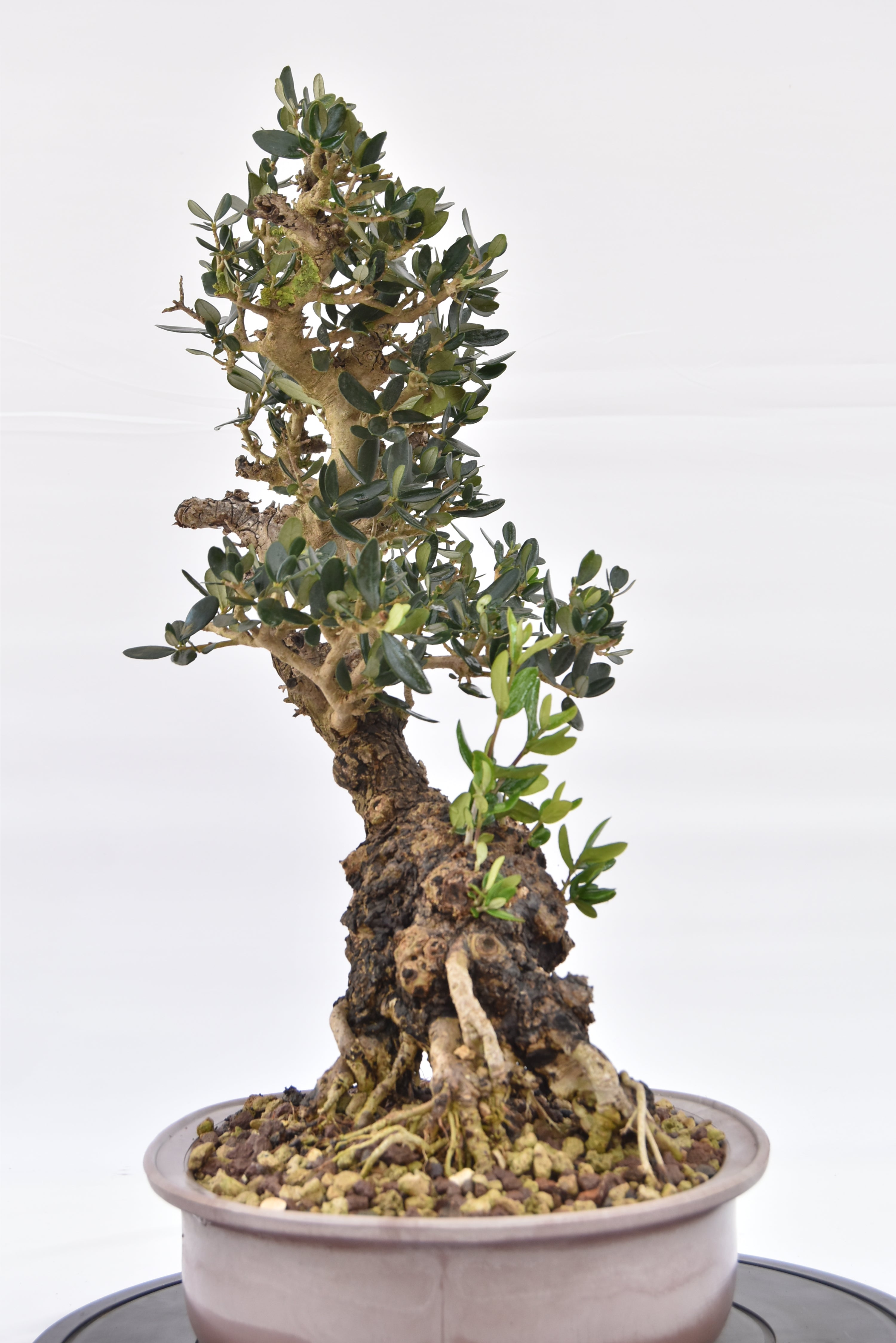 Olivo € 280 | La Gemma del bonsai