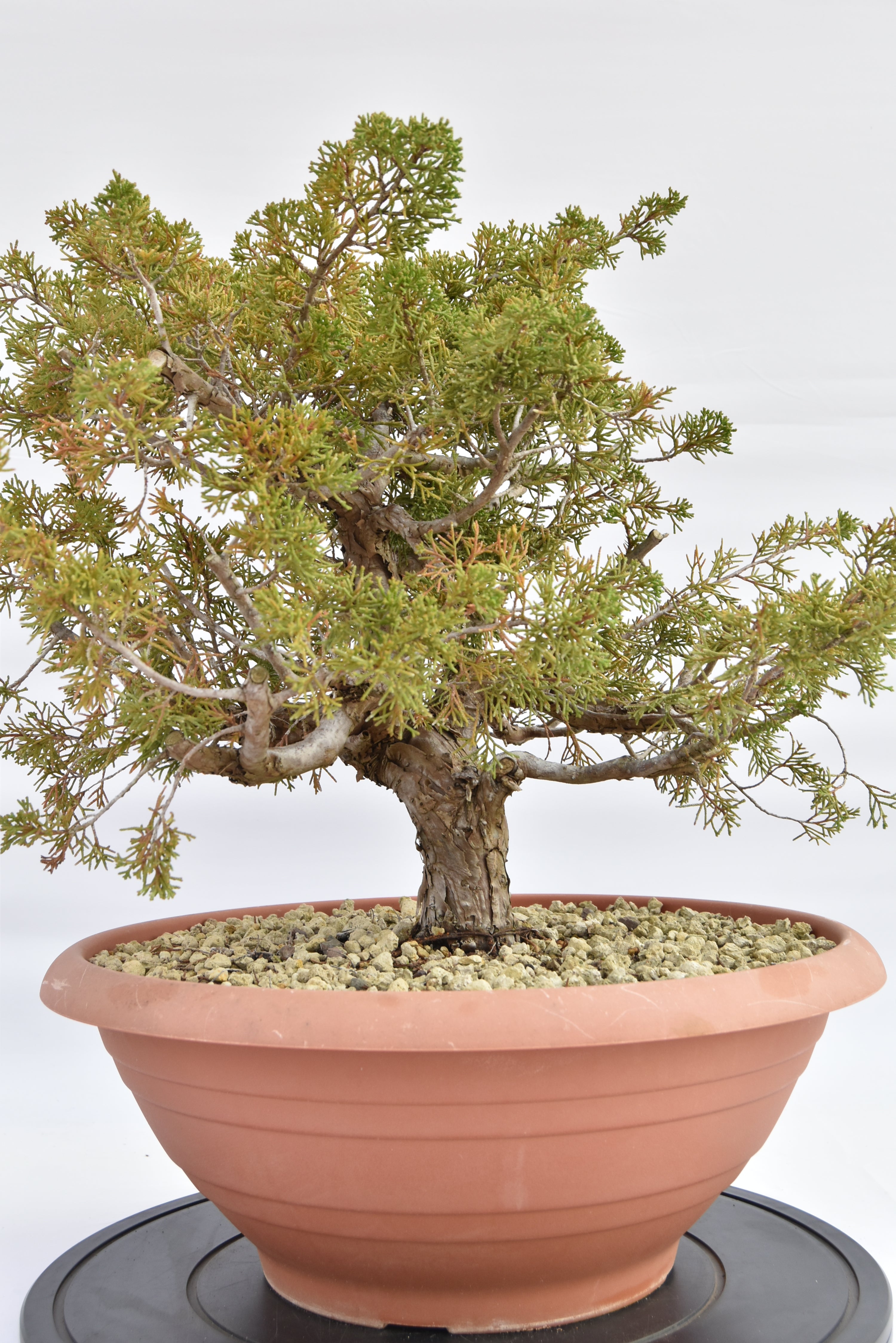 Ginepro Itoigawa € 380 | La Gemma del bonsai