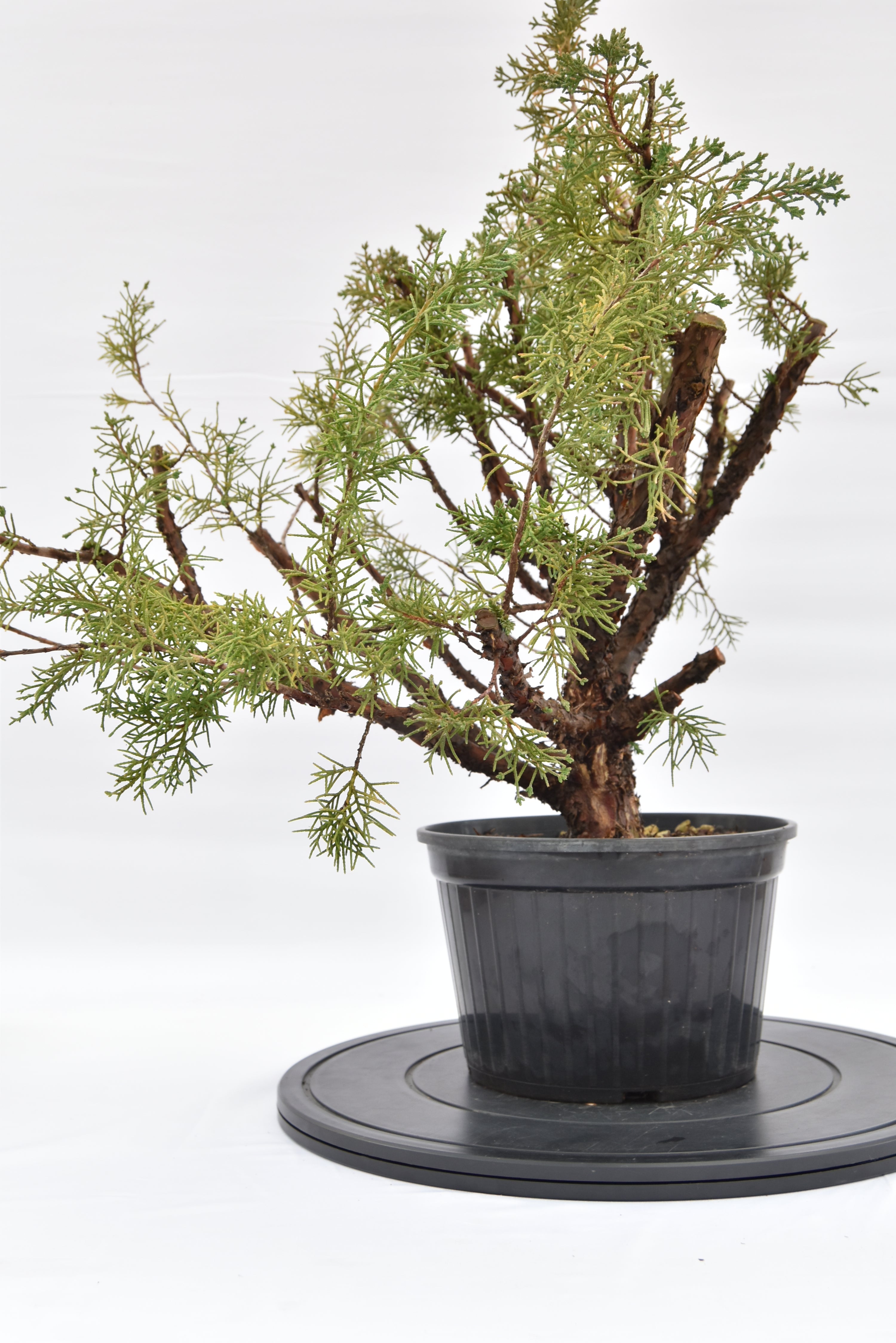 Ginepro Kishu € 100 | La Gemma del bonsai