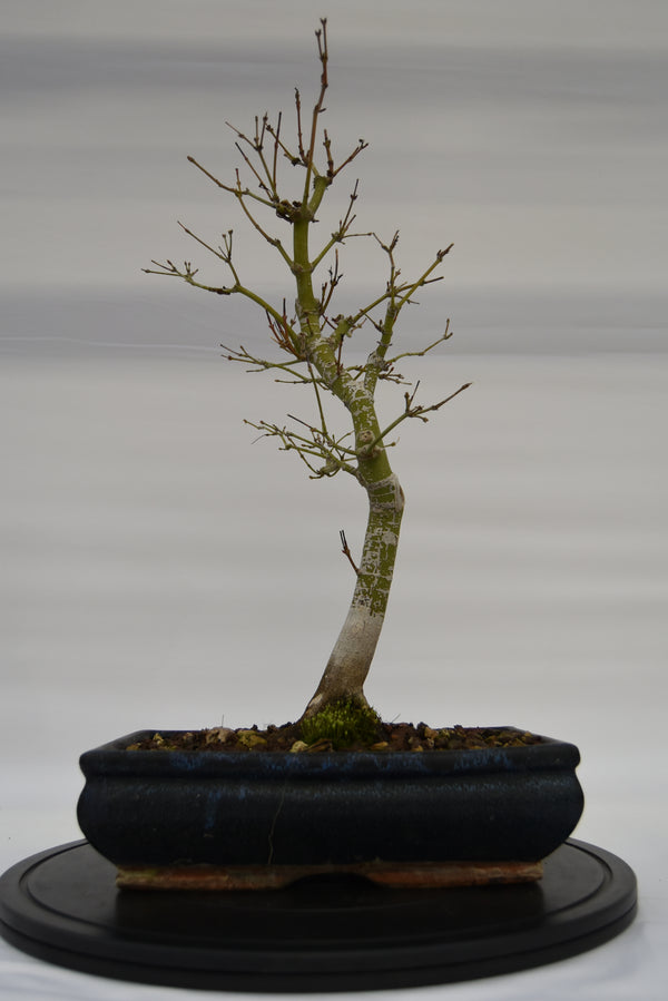 Acero Katsura € 150 | La Gemma del bonsai