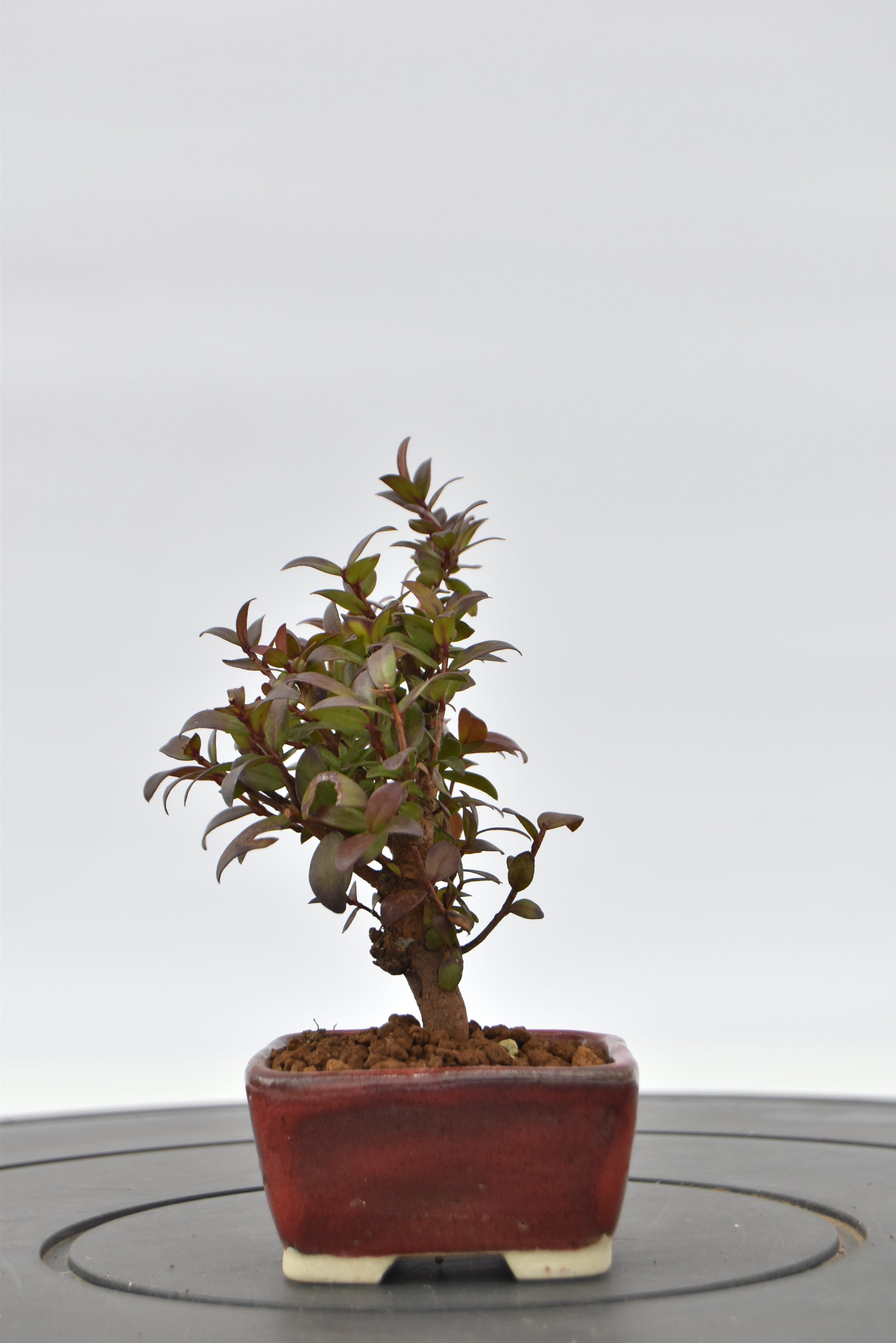 Mirto € 55 | La Gemma del bonsai
