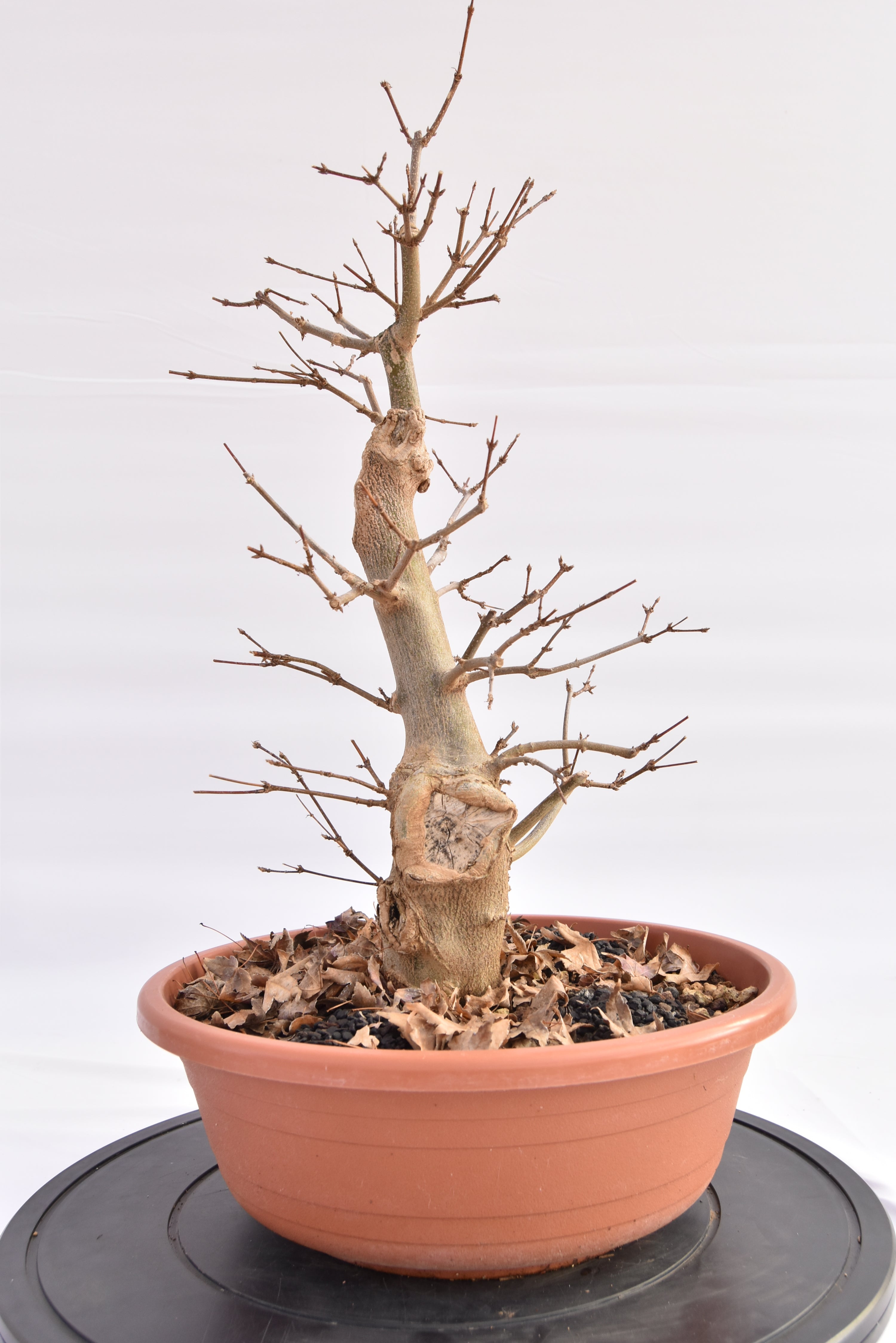 Acero Tridente € 150 | La Gemma del bonsai