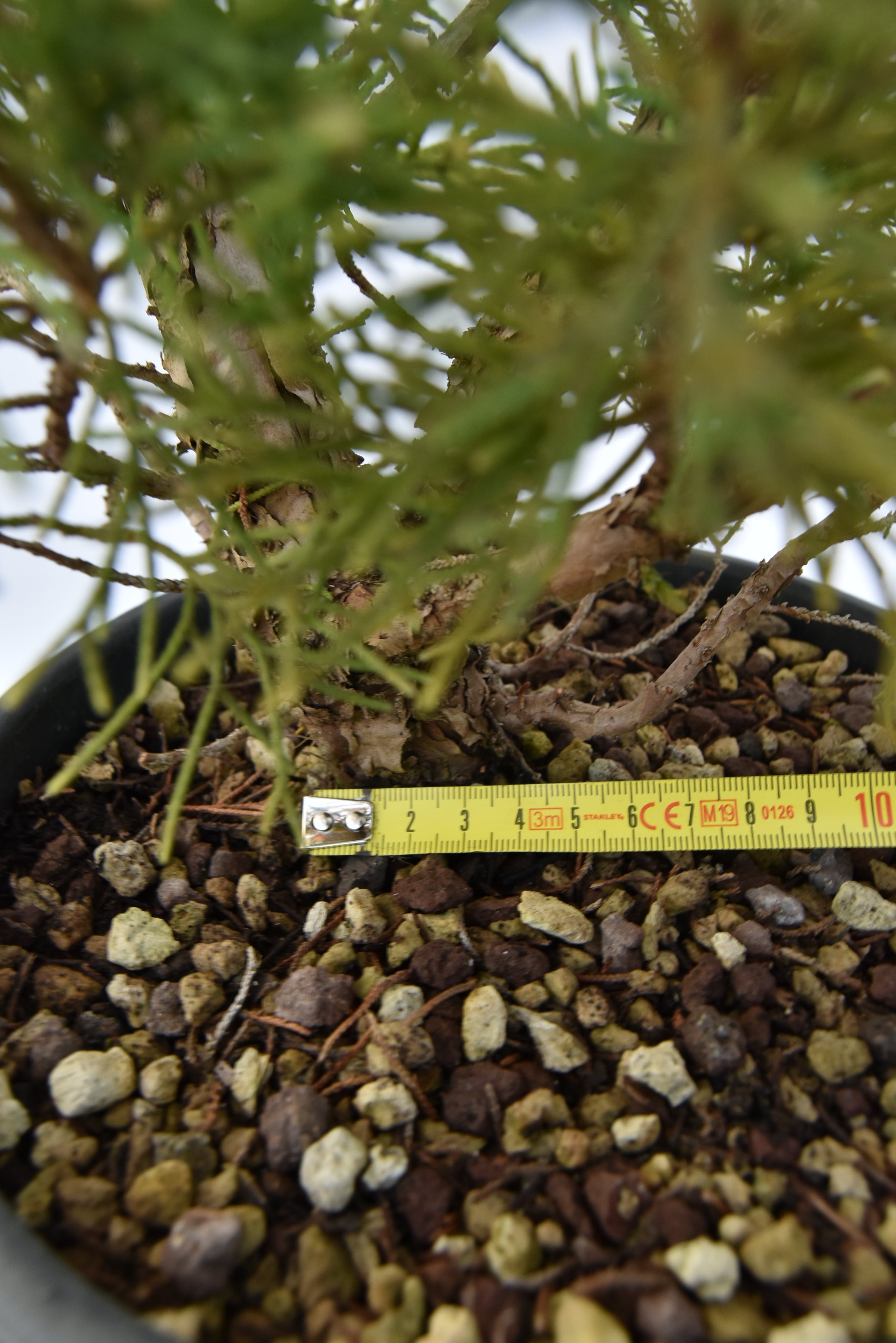 Ginepro Kishu €100 | La Gemma del bonsai