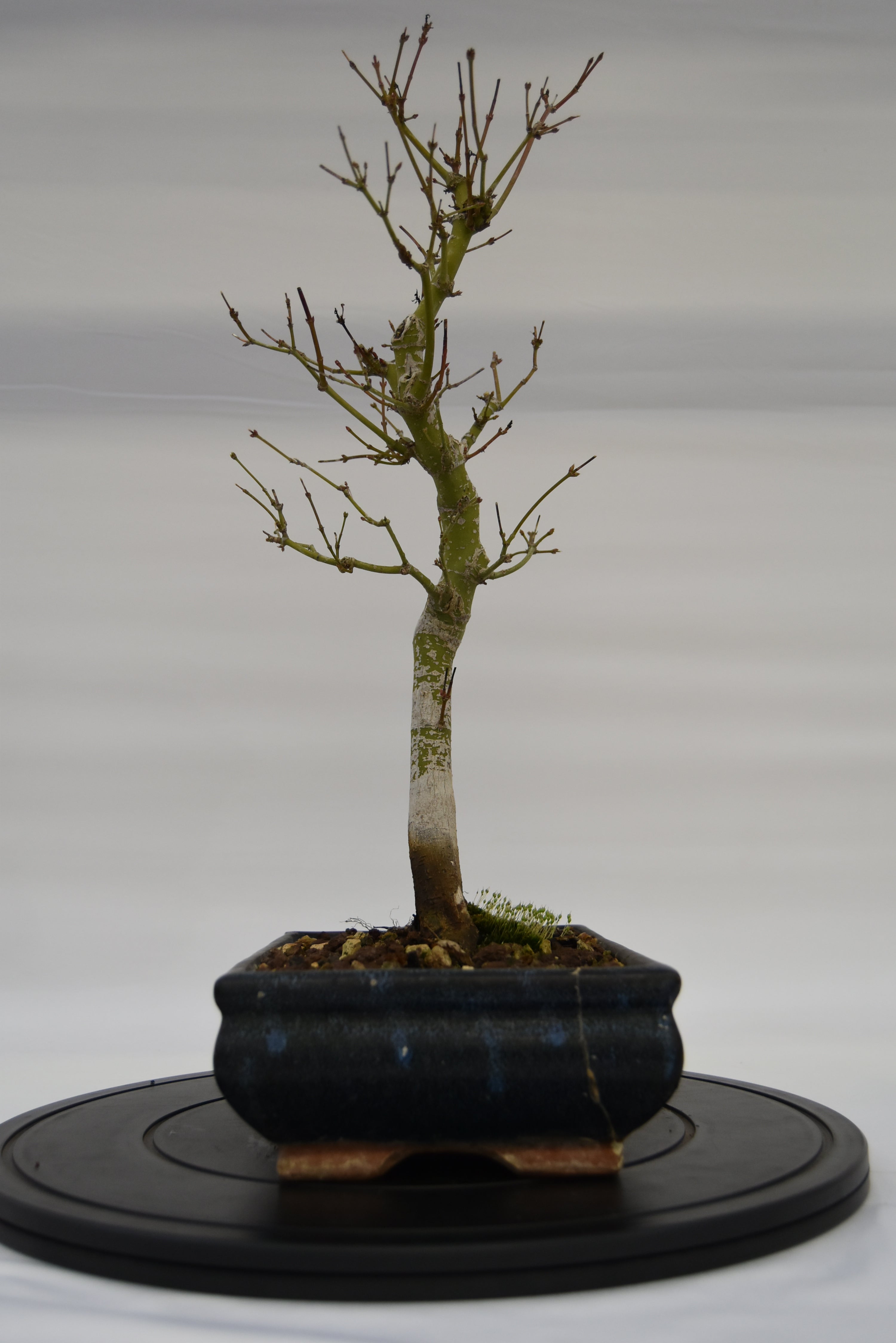 Acero Katsura € 150 | La Gemma del bonsai
