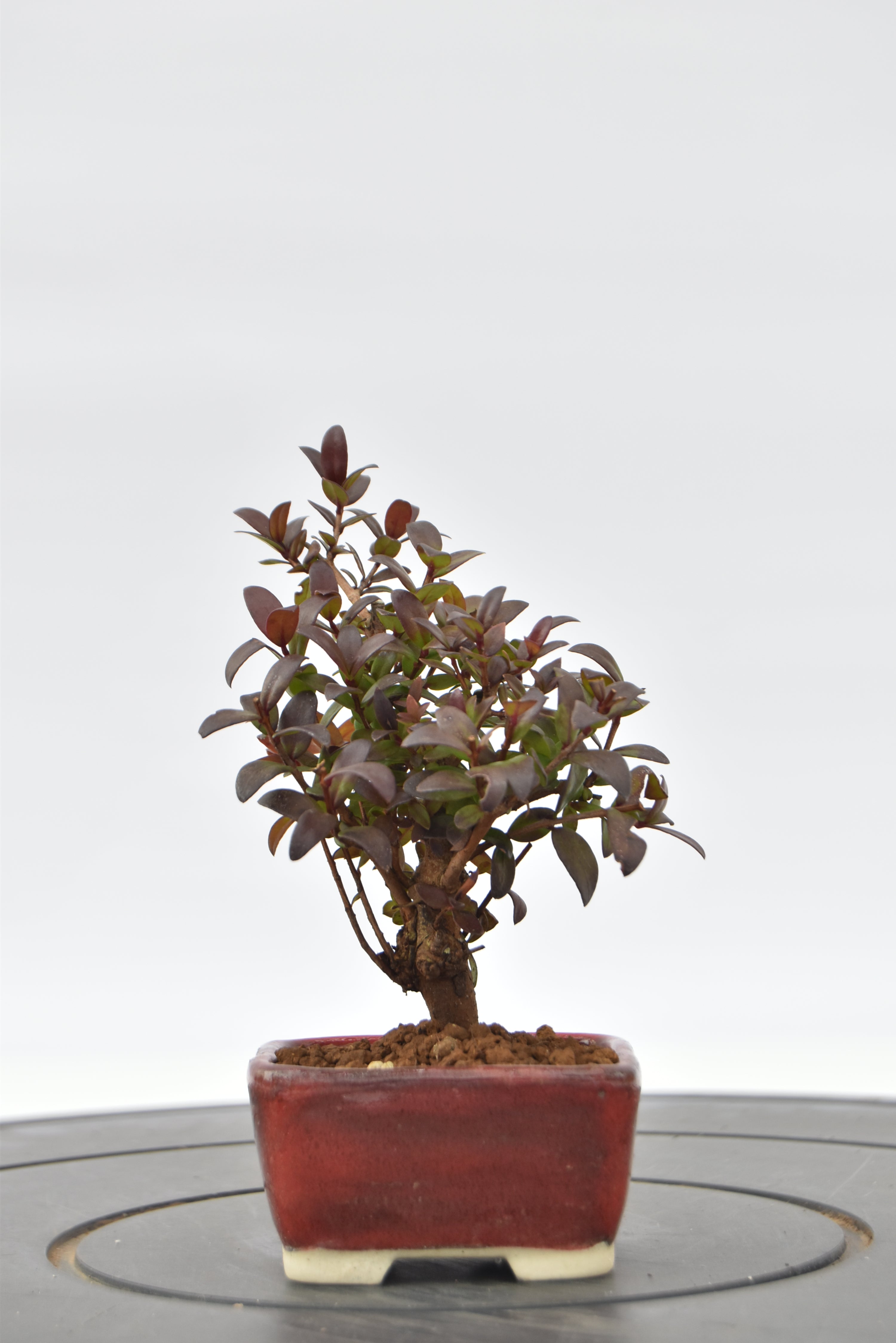 Mirto € 55 | La Gemma del bonsai