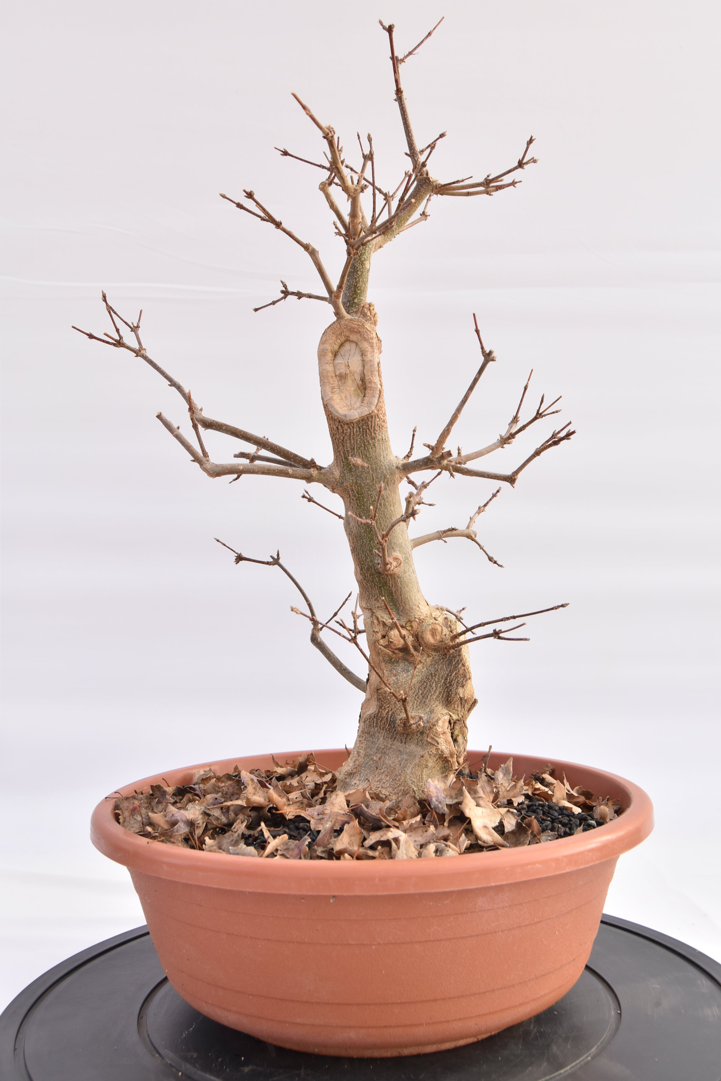 Acero Tridente € 150 | La Gemma del bonsai