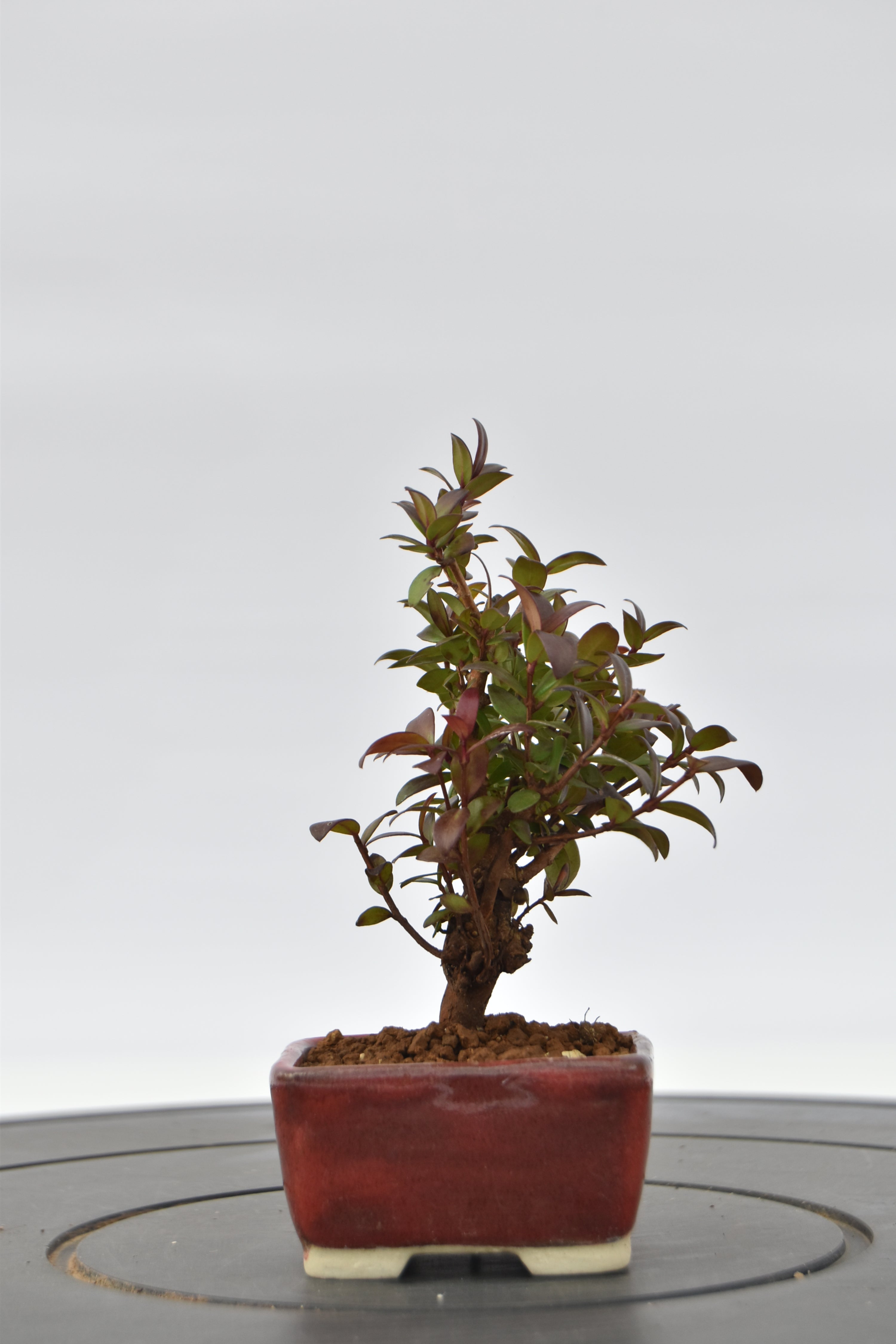 Mirto € 55 | La Gemma del bonsai