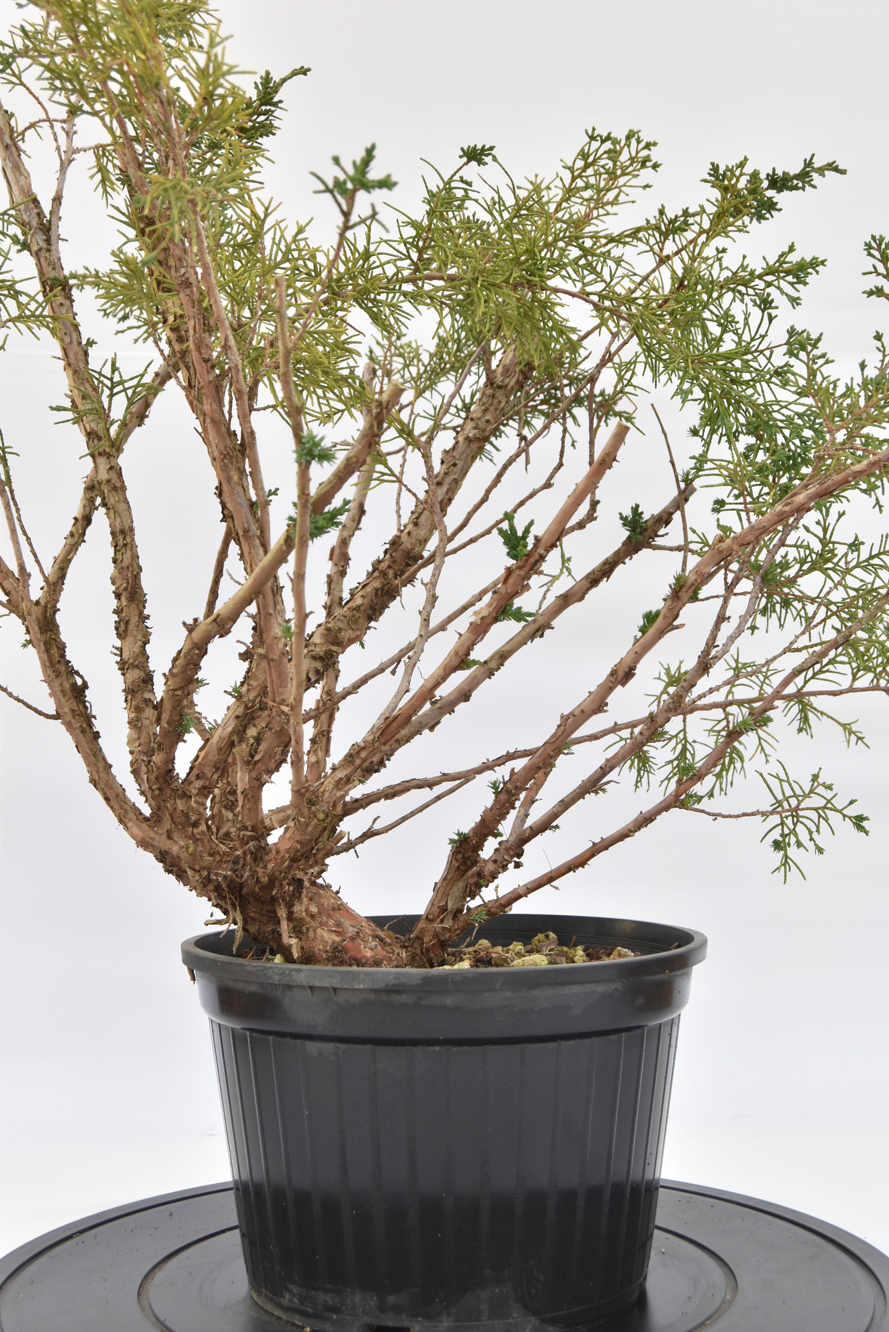 Ginepro Kishu € 100 | La Gemma del bonsai