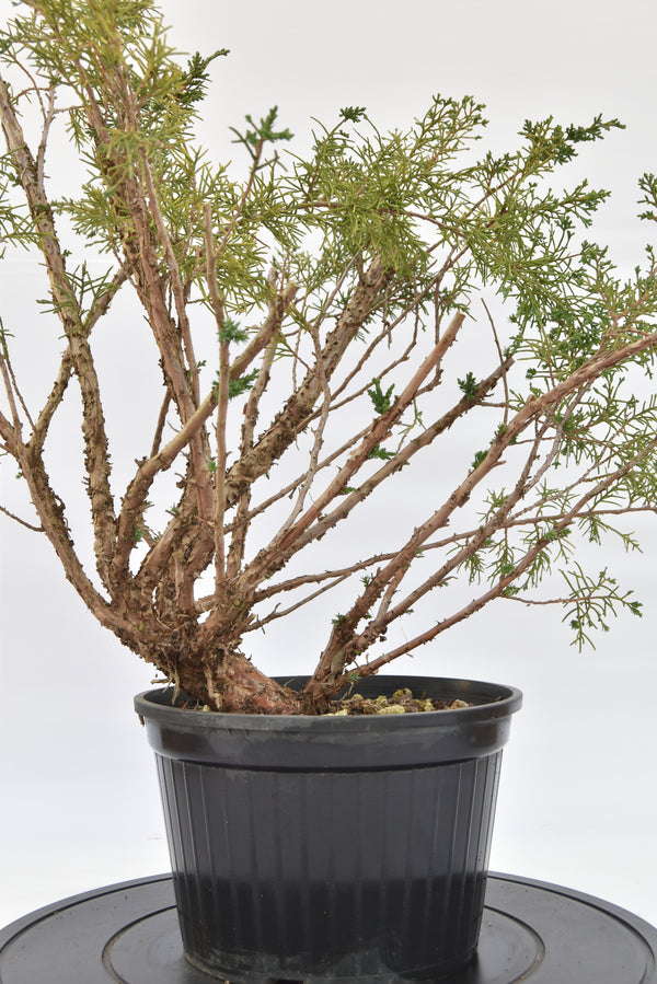 Ginepro Kishu € 100 | La Gemma del bonsai