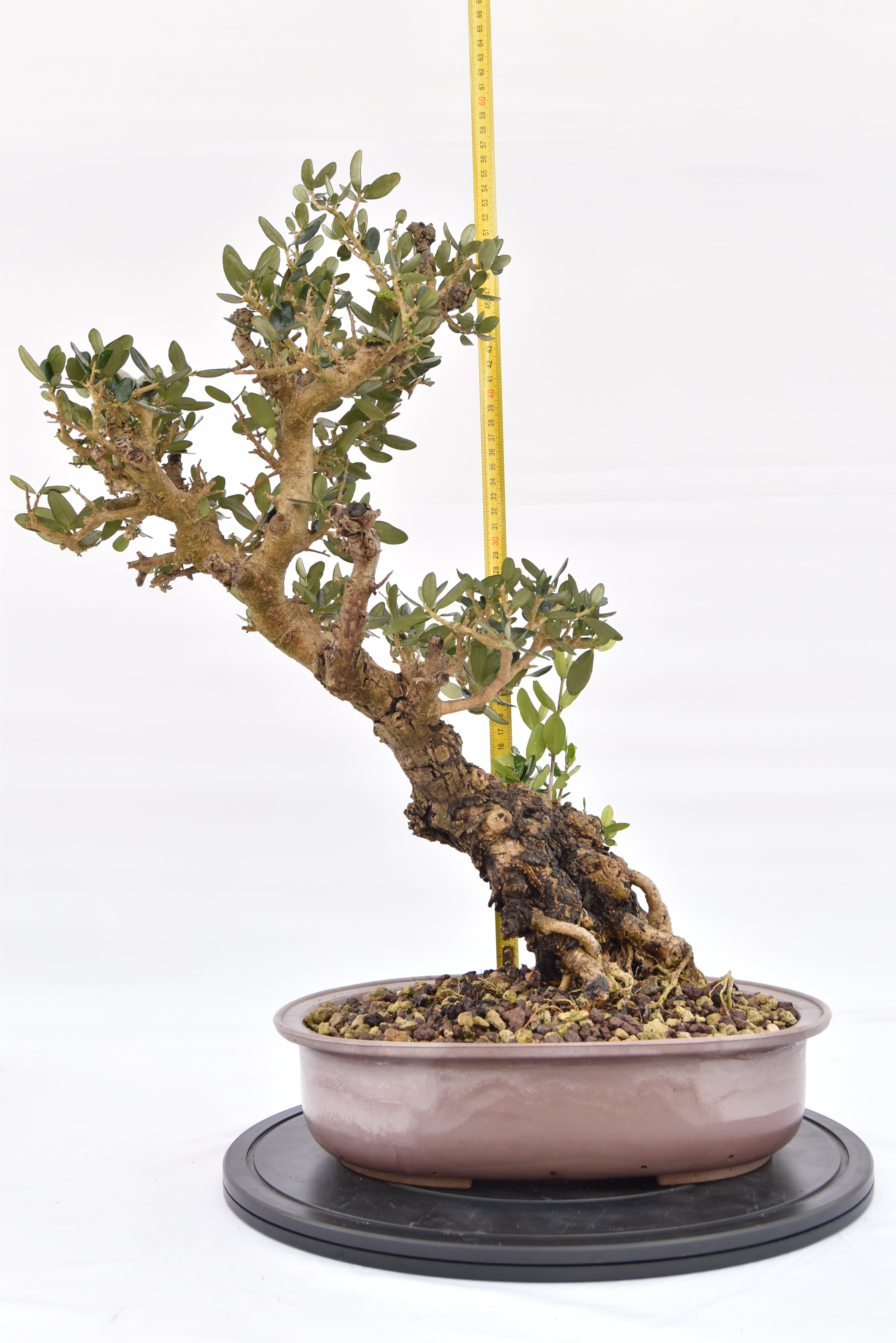 Olivo € 280 | La Gemma del bonsai
