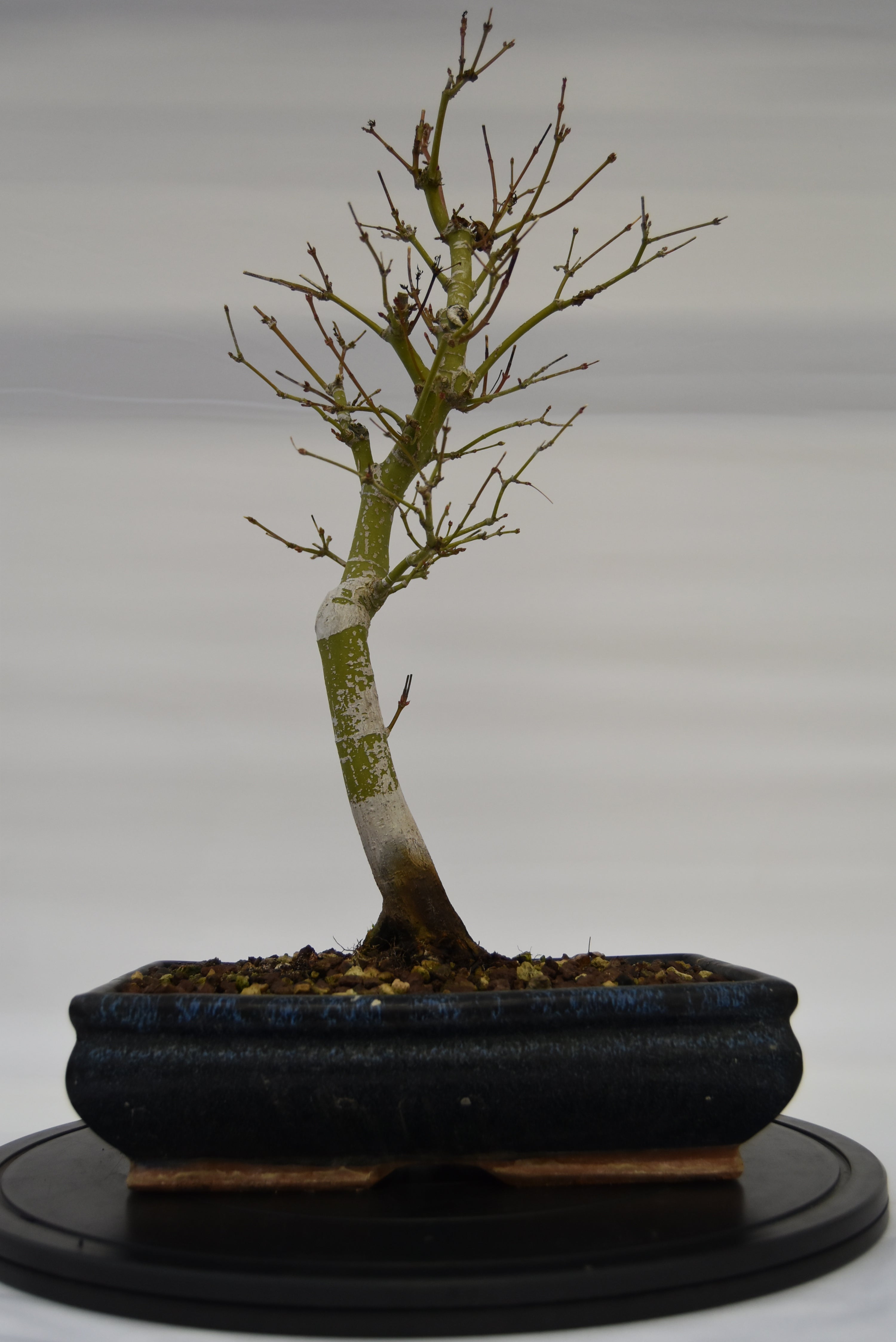 Acero Katsura € 150 | La Gemma del bonsai