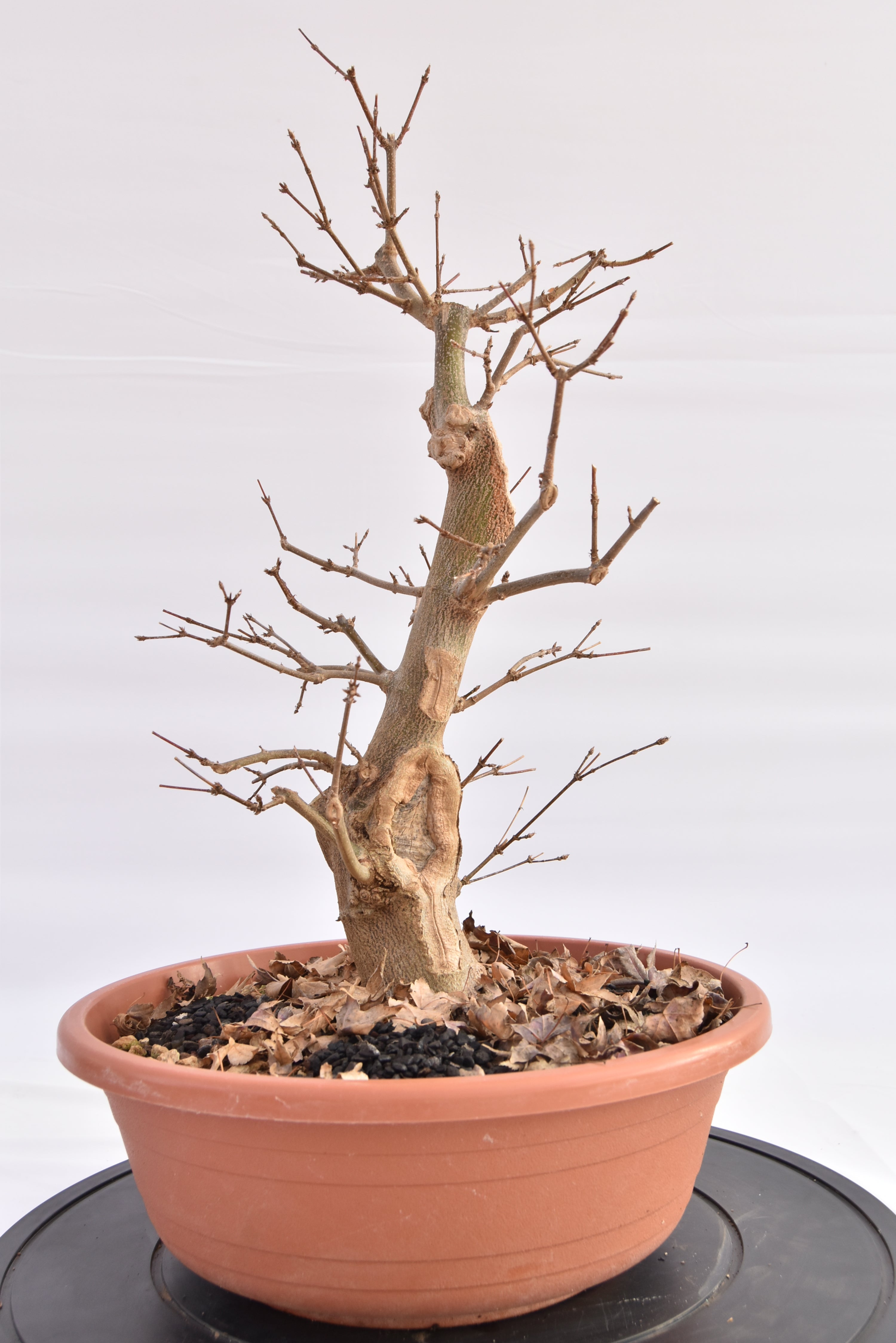 Acero Tridente € 150 | La Gemma del bonsai