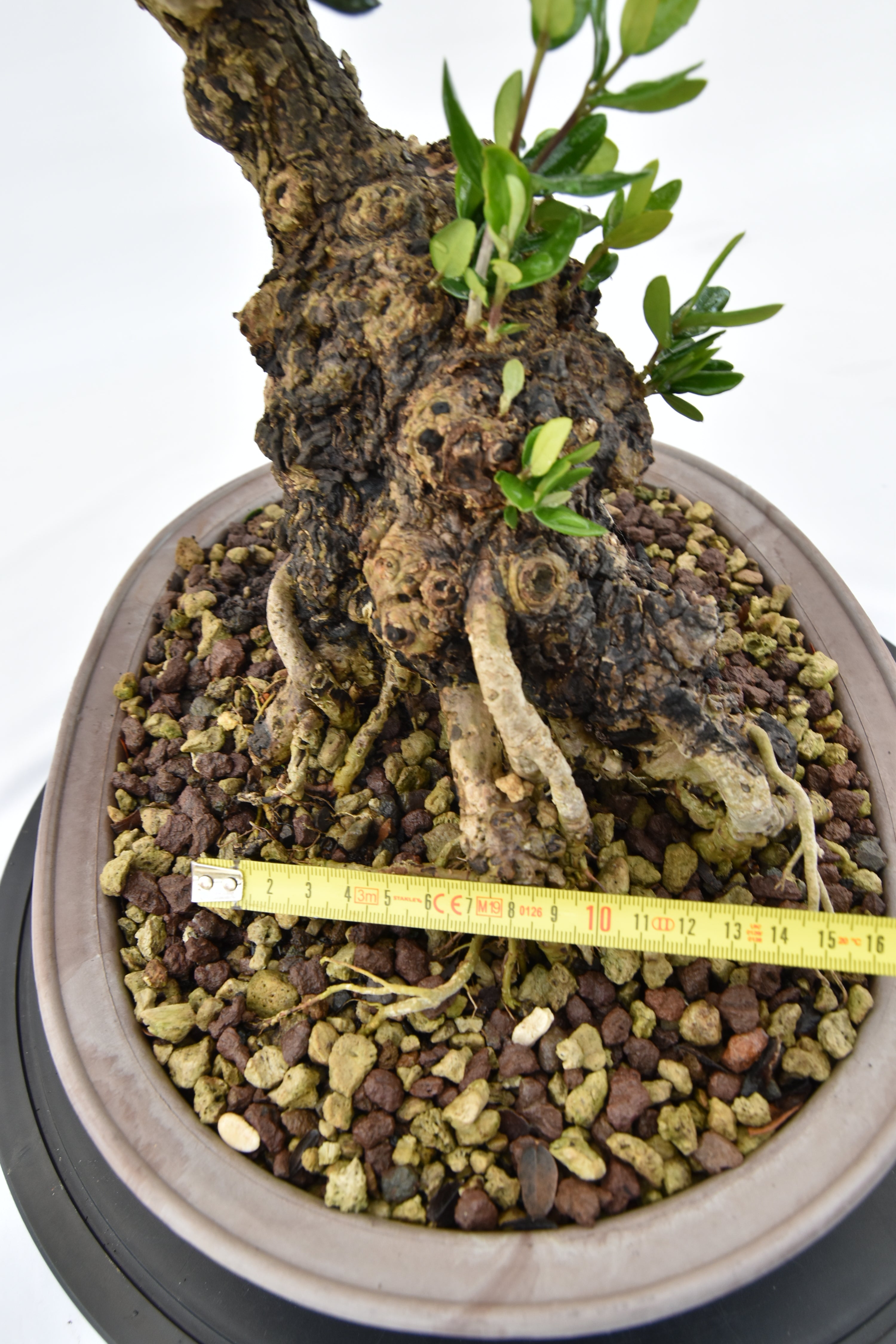 Olivo € 280 | La Gemma del bonsai