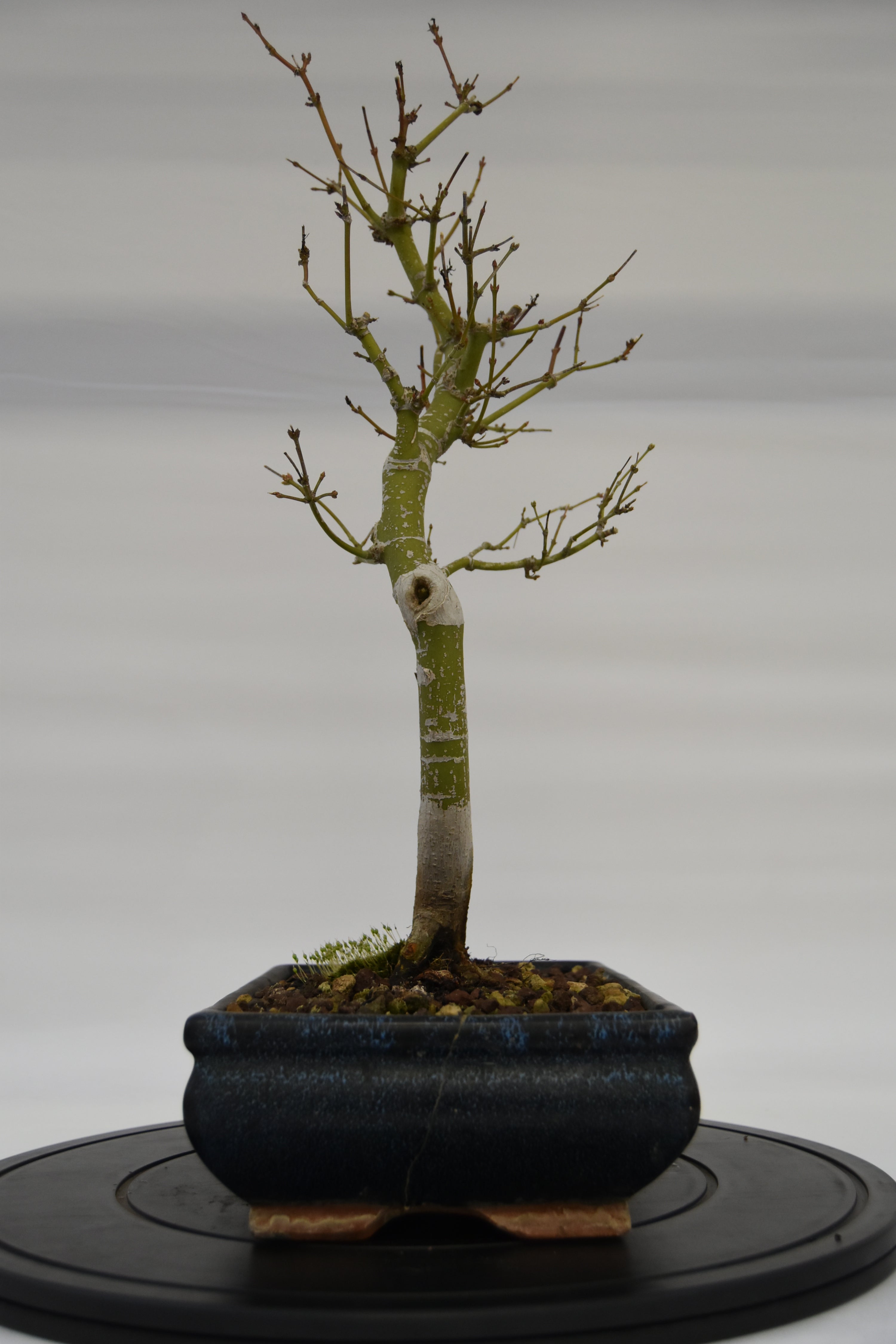 Acero Katsura € 150 | La Gemma del bonsai