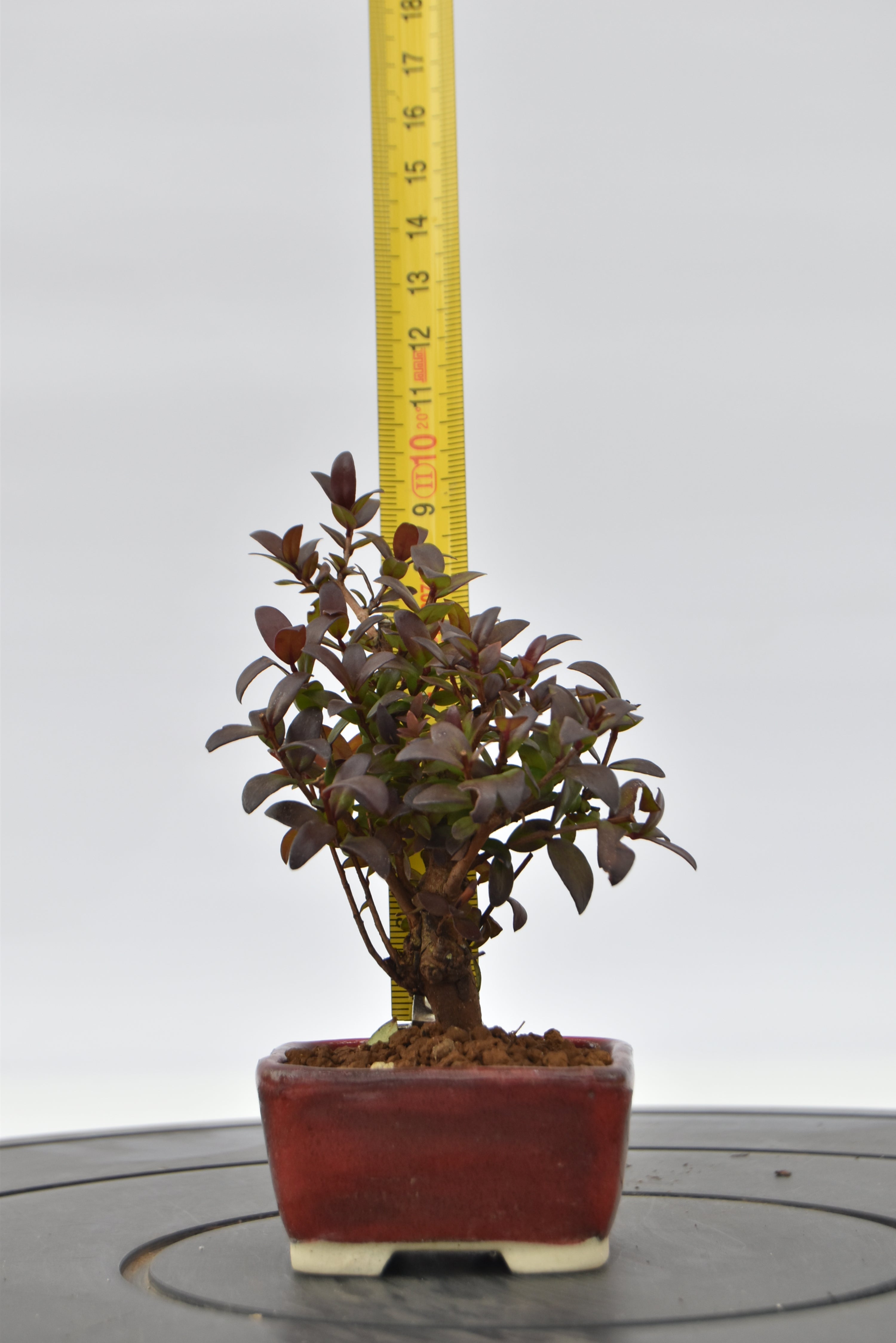 Mirto € 55 | La Gemma del bonsai