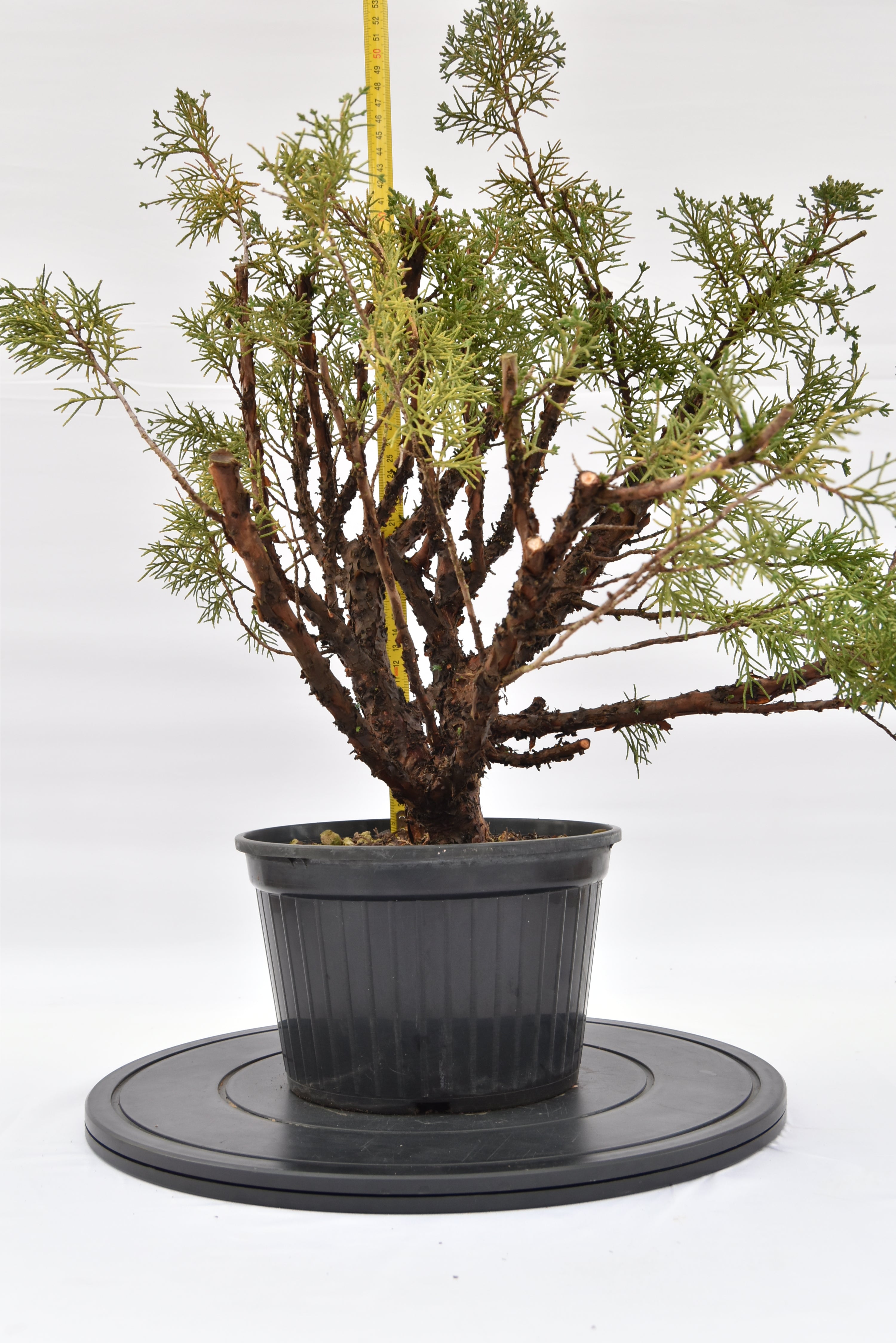 Ginepro Kishu € 100 | La Gemma del bonsai