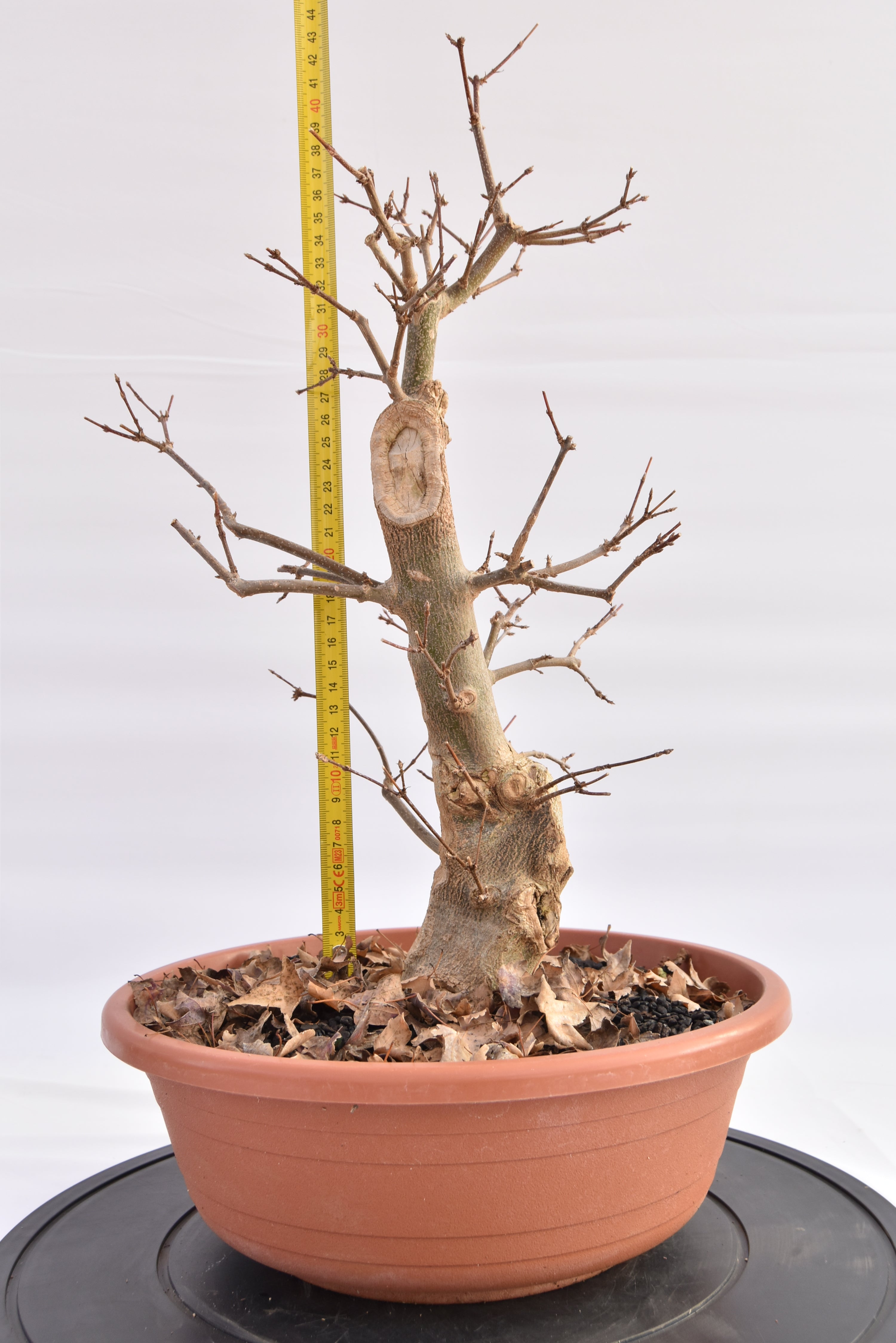 Acero Tridente € 150 | La Gemma del bonsai