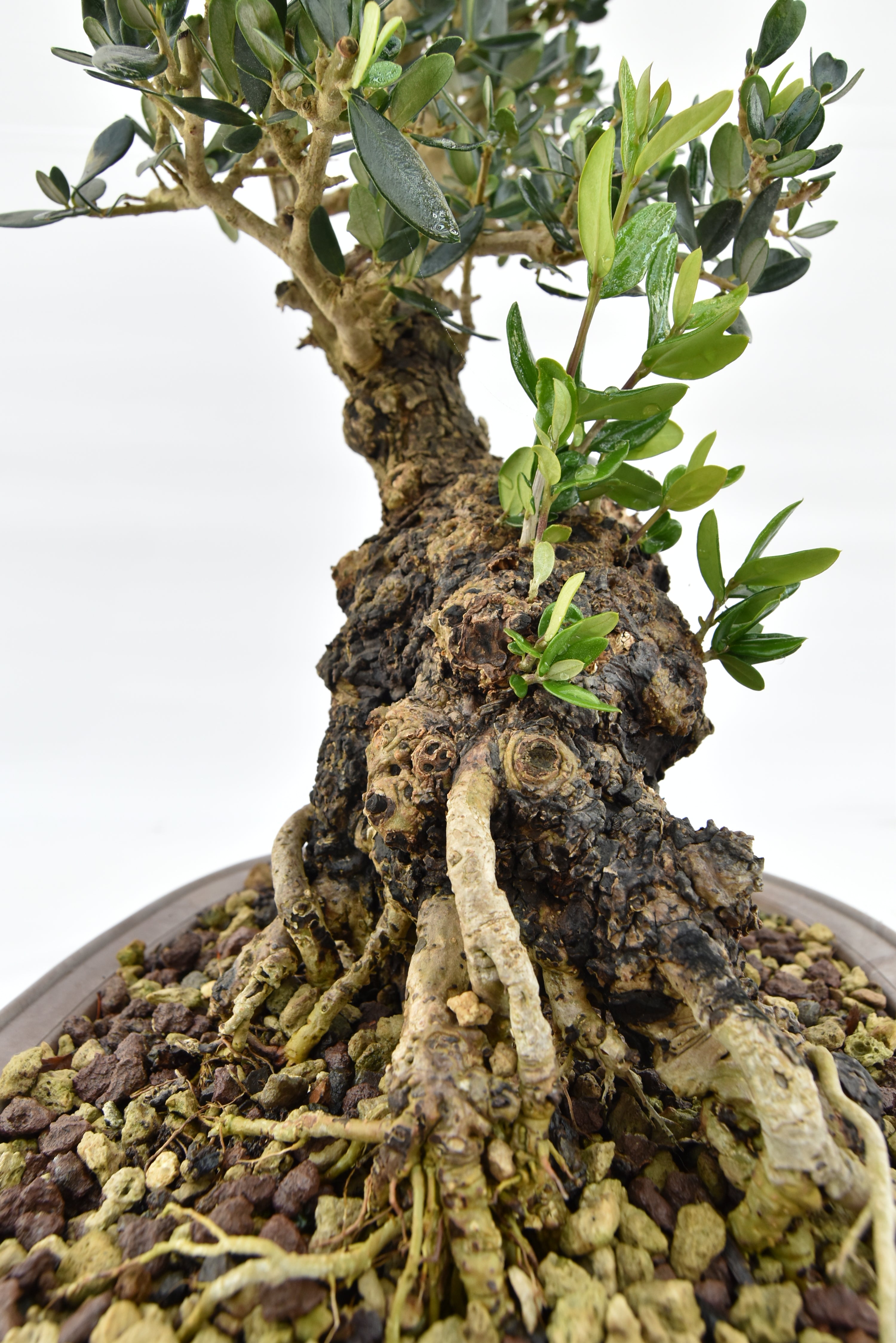 Olivo € 280 | La Gemma del bonsai