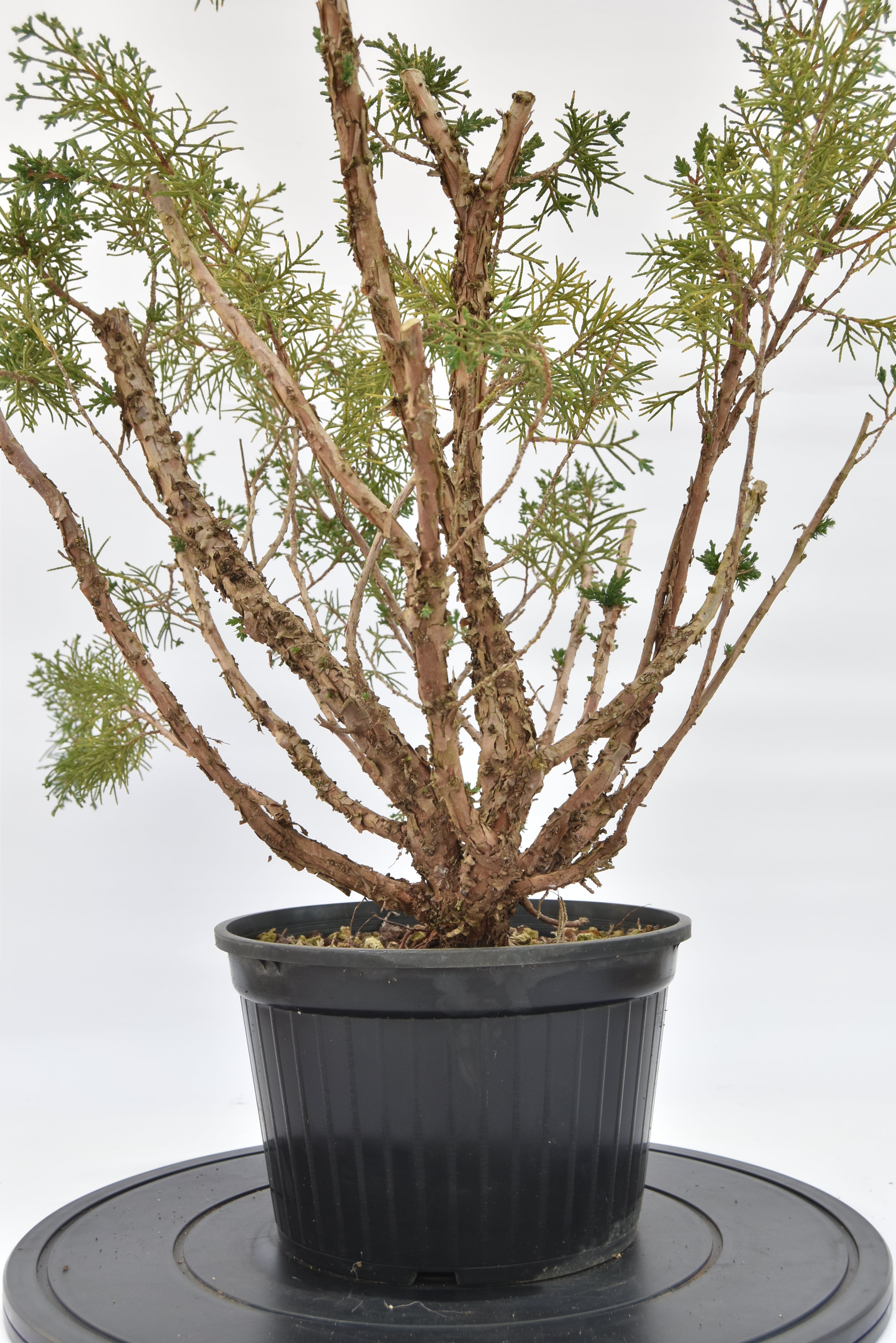 Ginepro Kishu € 100 | La Gemma del bonsai