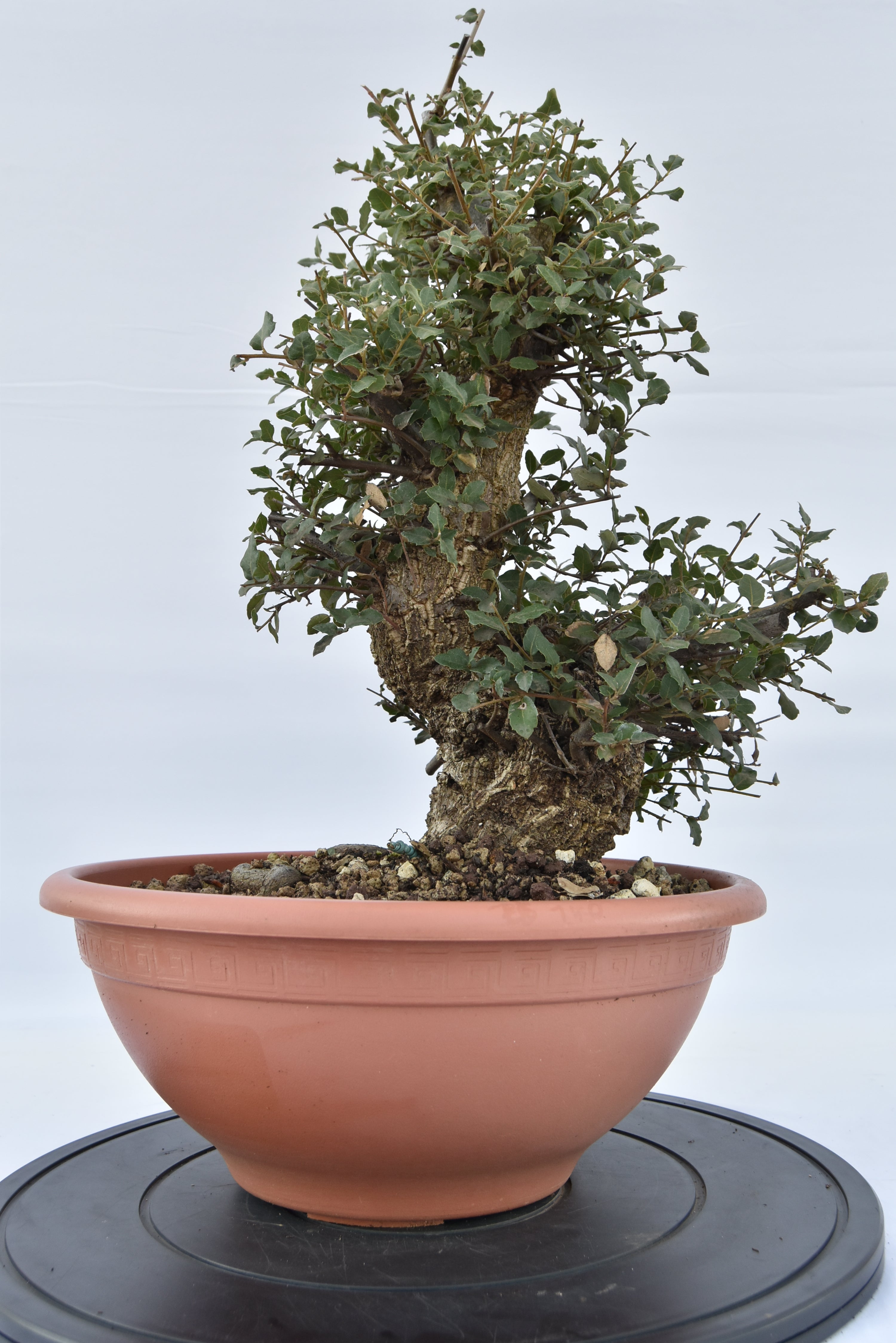Quercia Sughera €380 | La Gemma del  bonsai