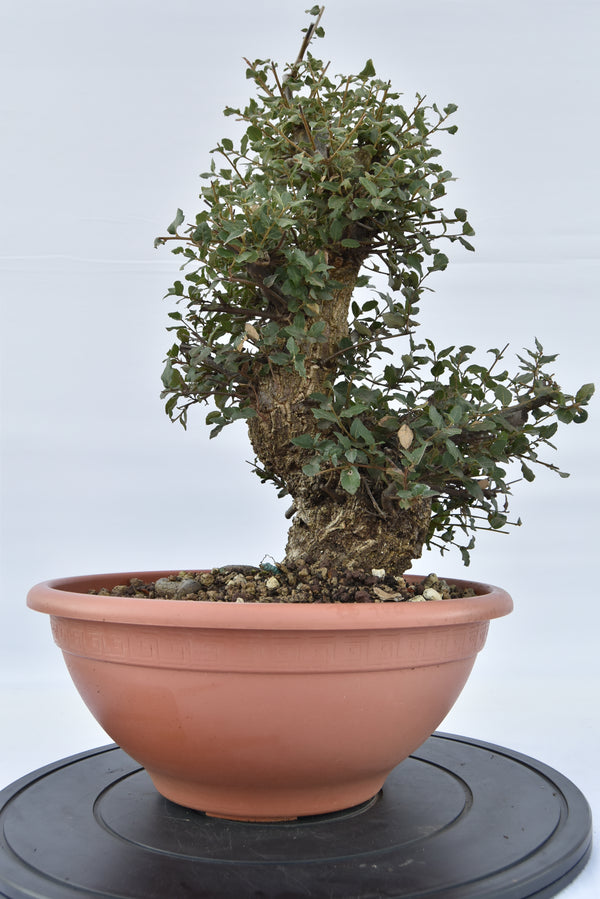 Quercia Sughera €380 | La Gemma del  bonsai