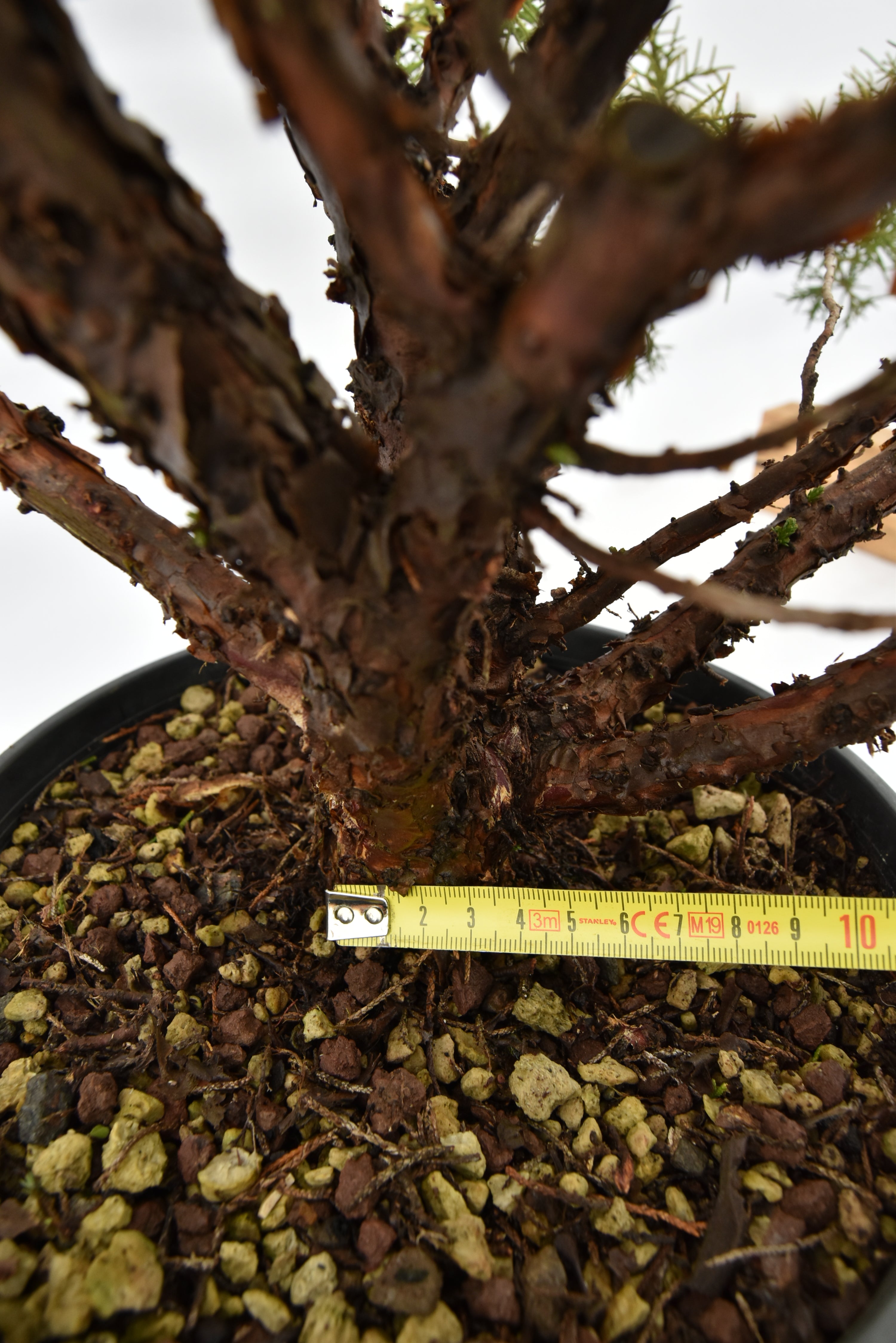 Ginepro Kishu € 100 | La Gemma del bonsai