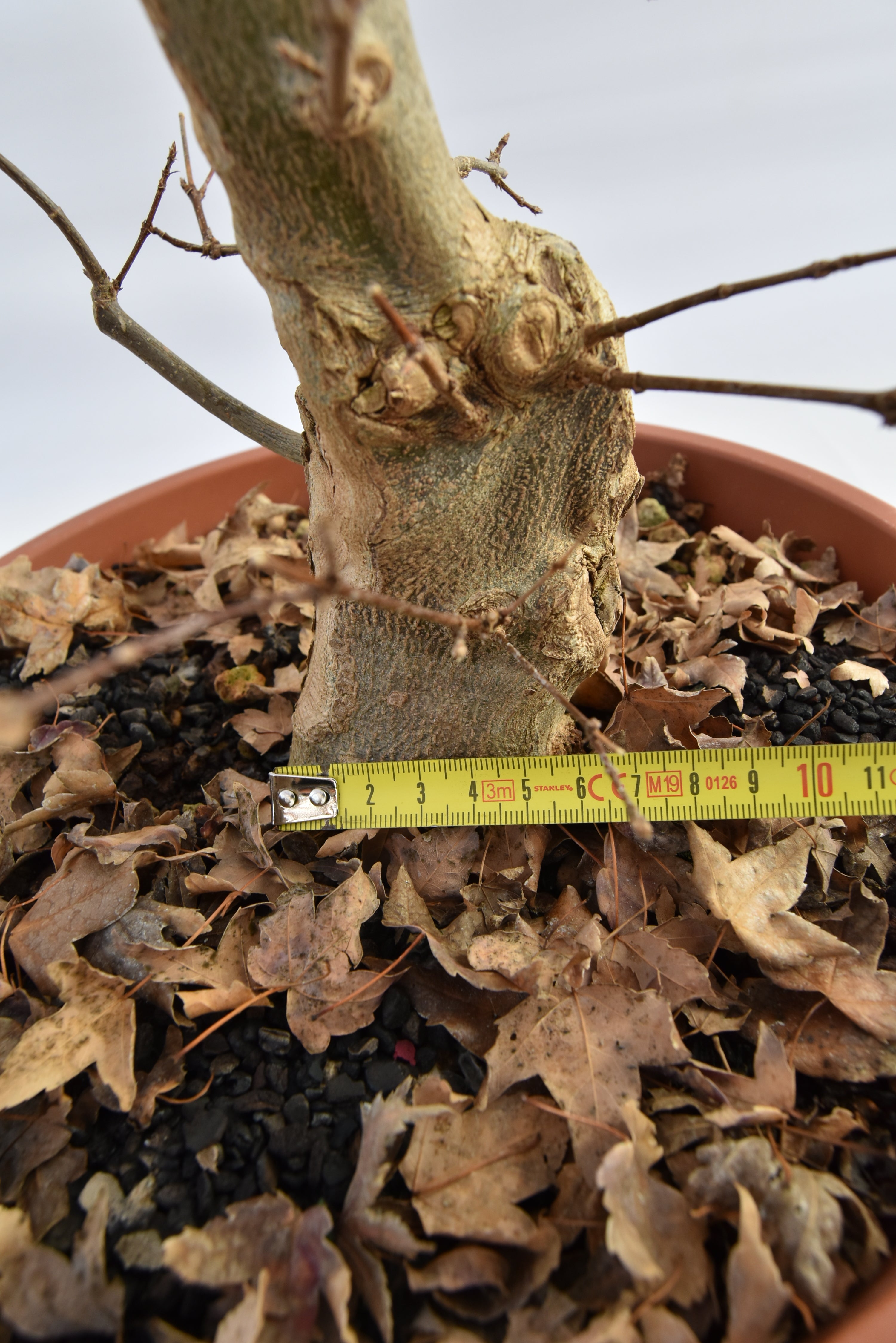 Acero Tridente € 150 | La Gemma del bonsai
