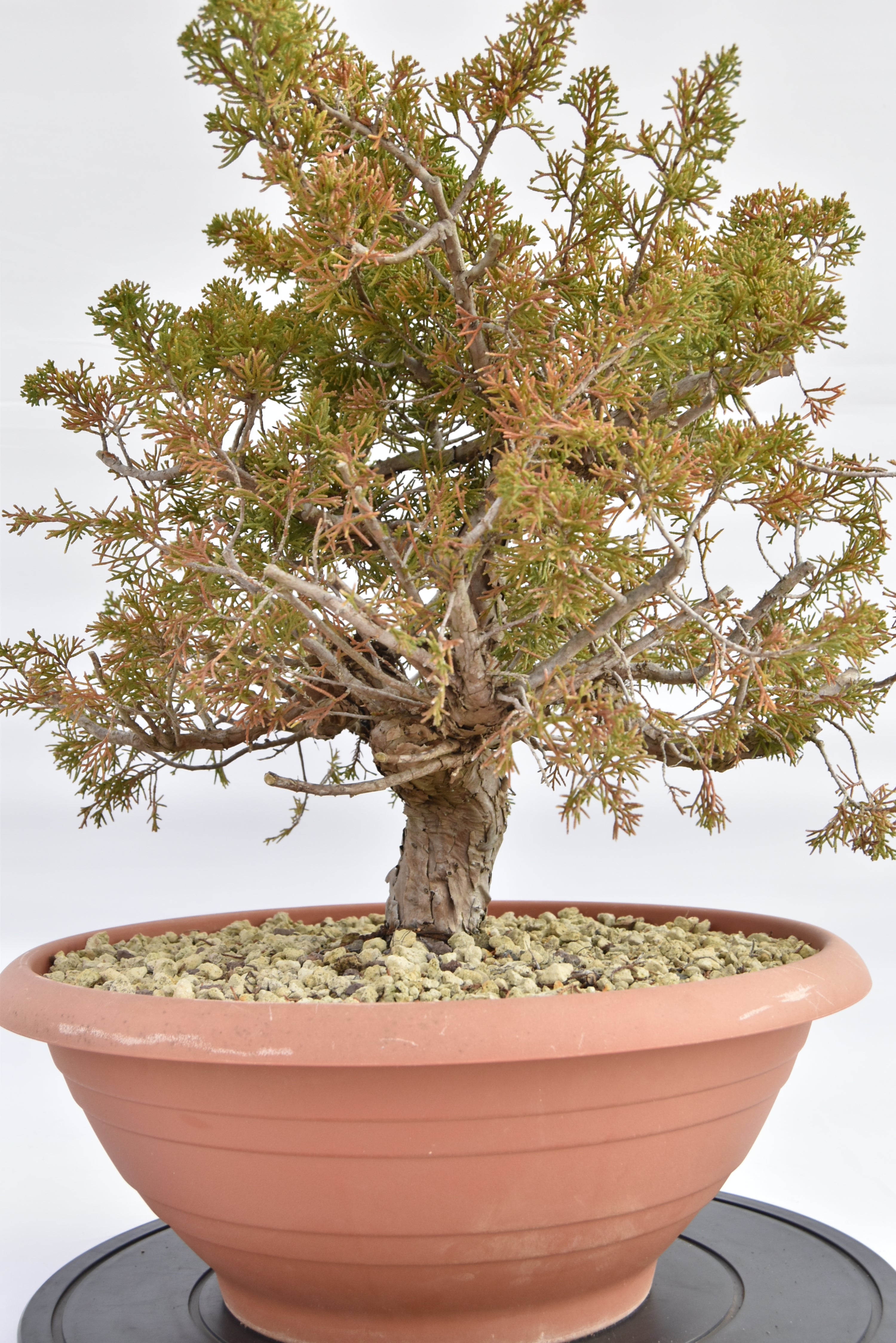 Ginepro Itoigawa € 380 | La Gemma del bonsai