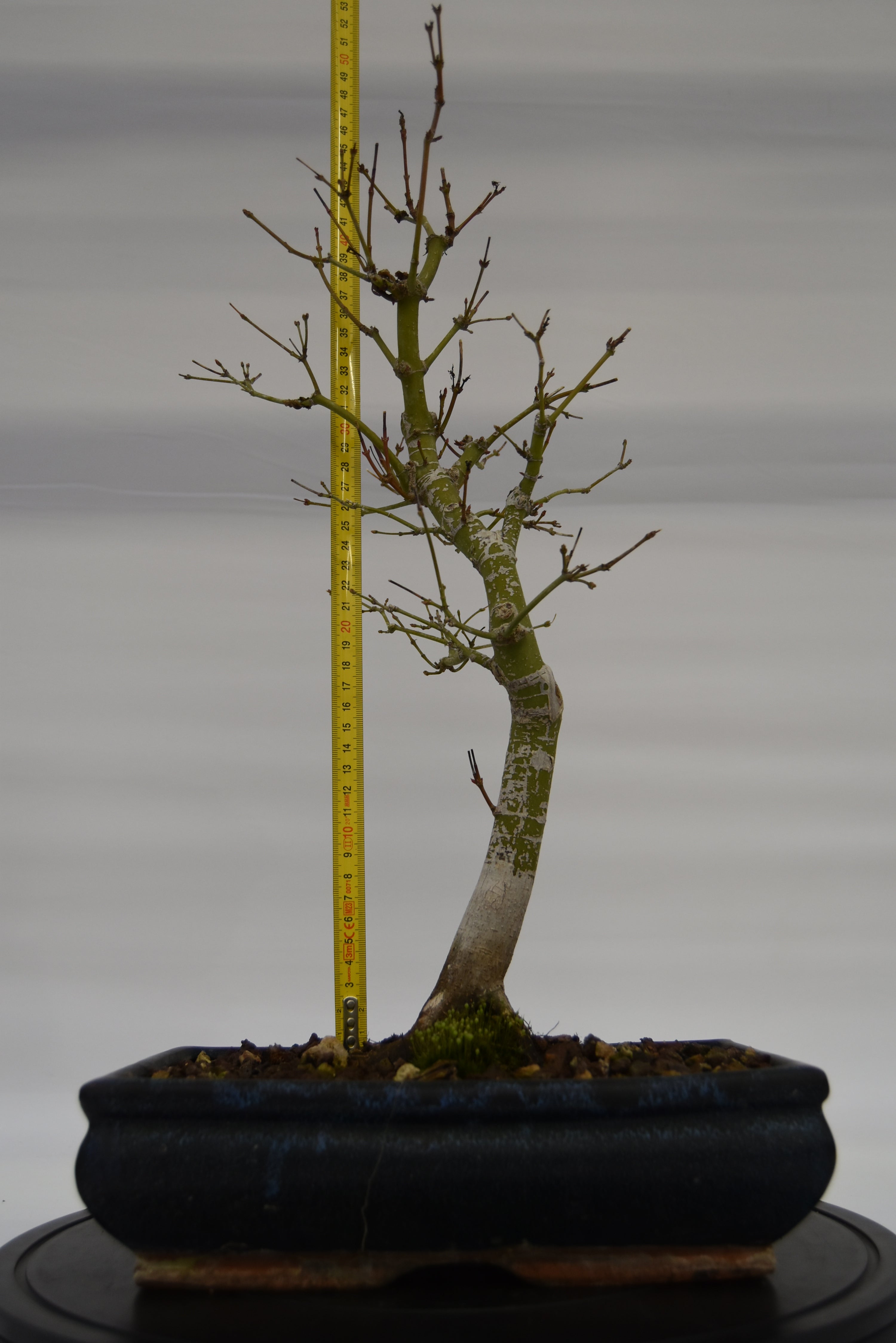 Acero Katsura € 150 | La Gemma del bonsai