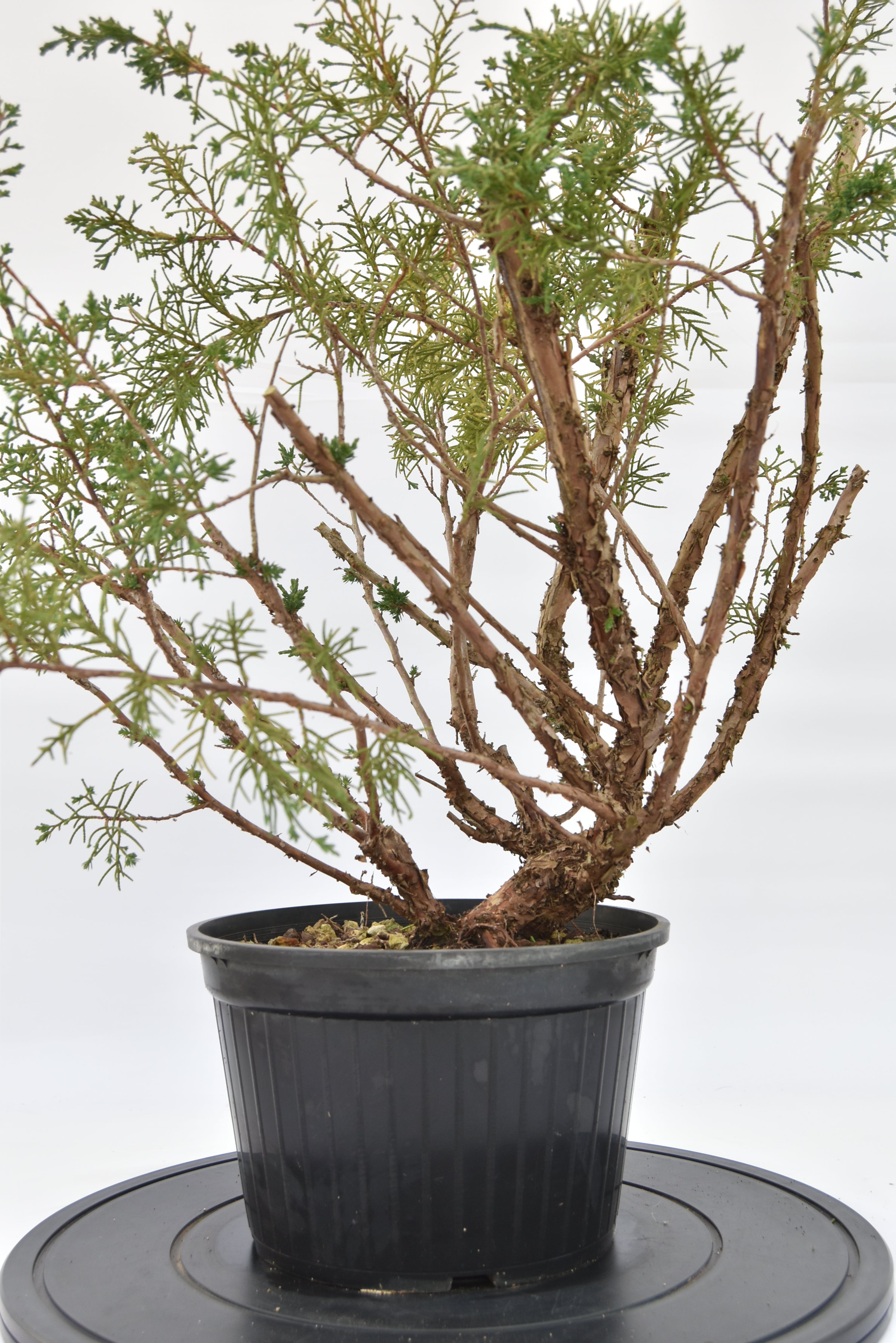 Ginepro Kishu € 100 | La Gemma del bonsai