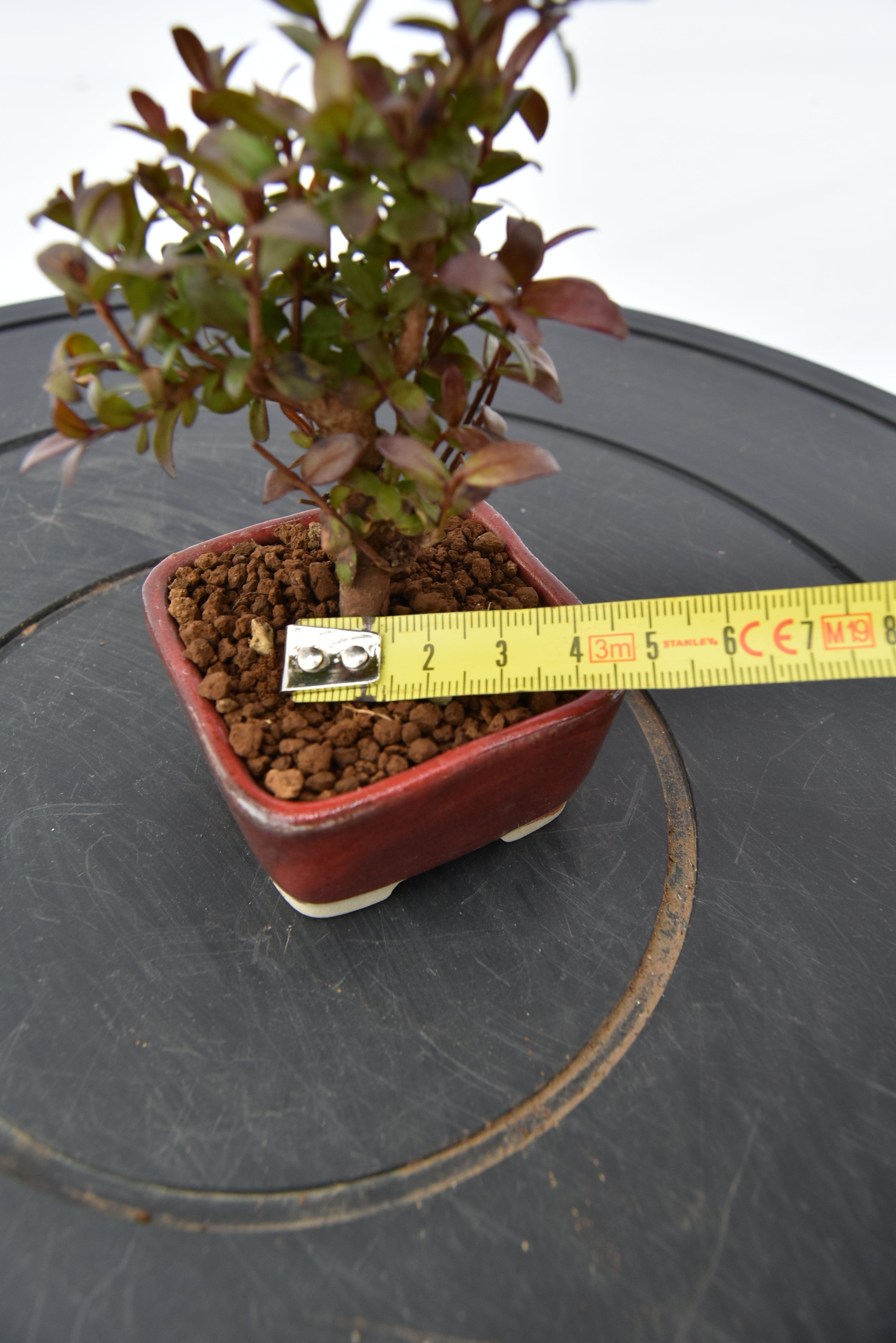 Mirto € 55 | La Gemma del bonsai