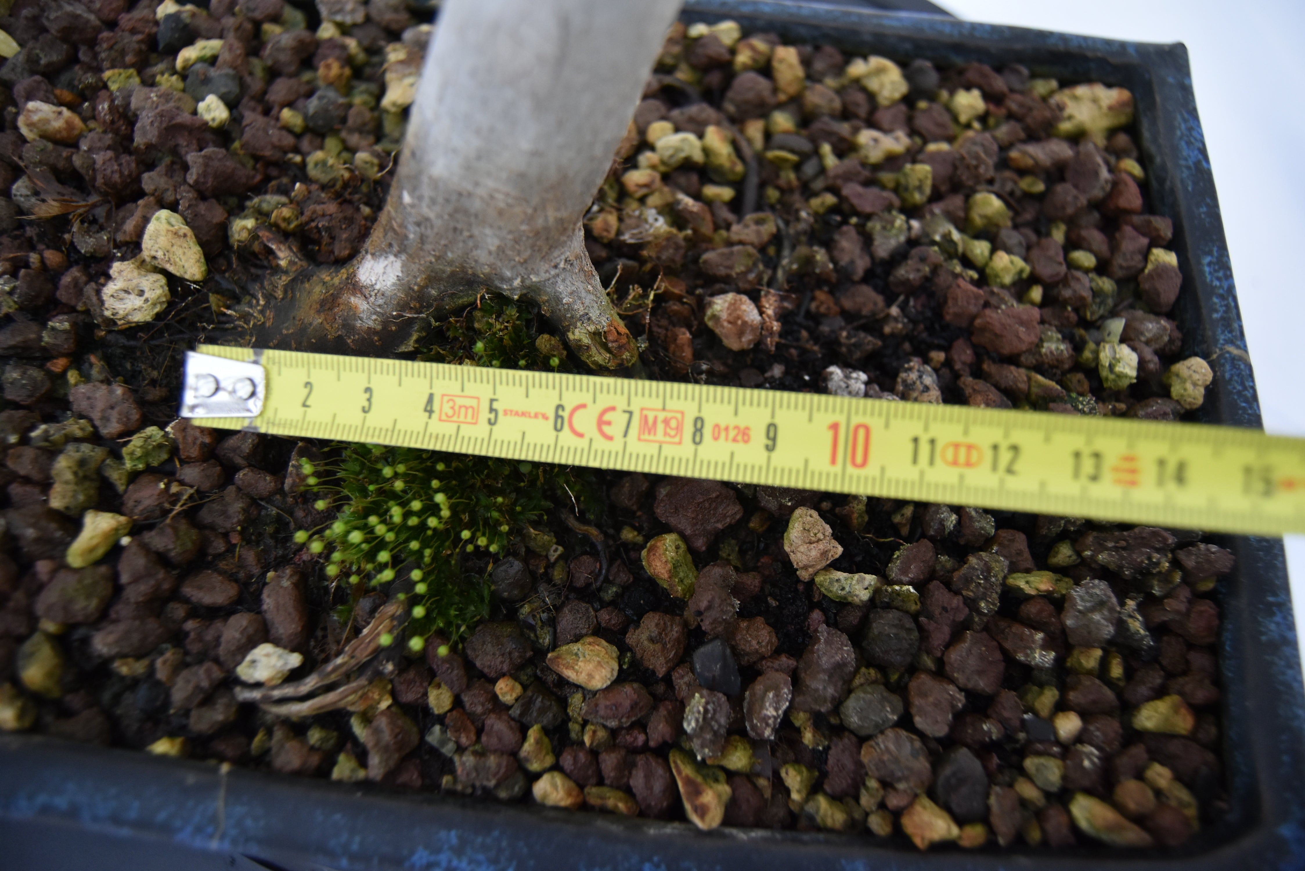Acero Katsura € 150 | La Gemma del bonsai