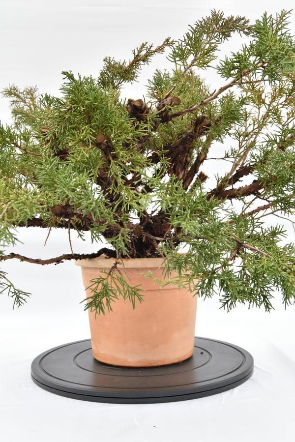 Ginepro Kishu € 100 | La Gemma del bonsai
