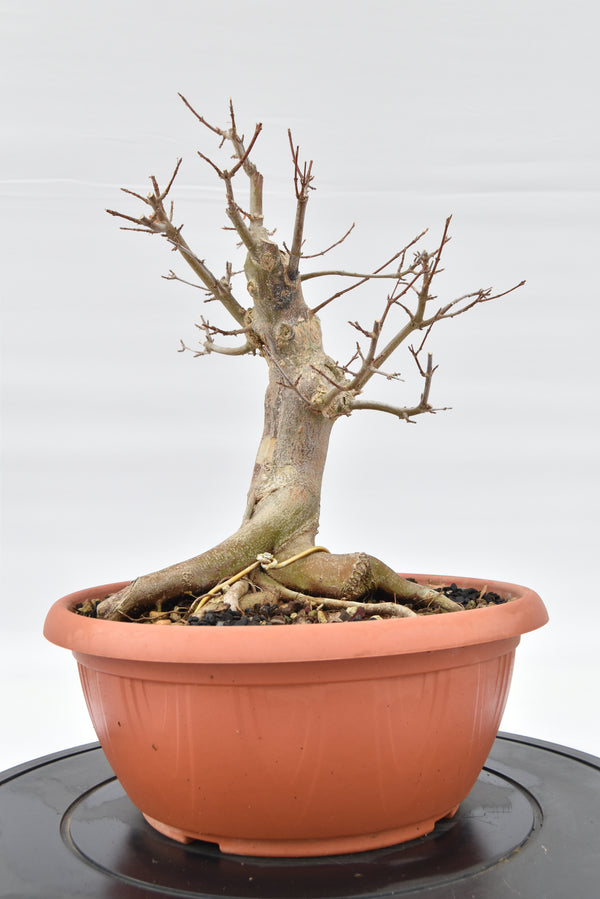 Acero Tridente € 220 | La Gemma del bonsai