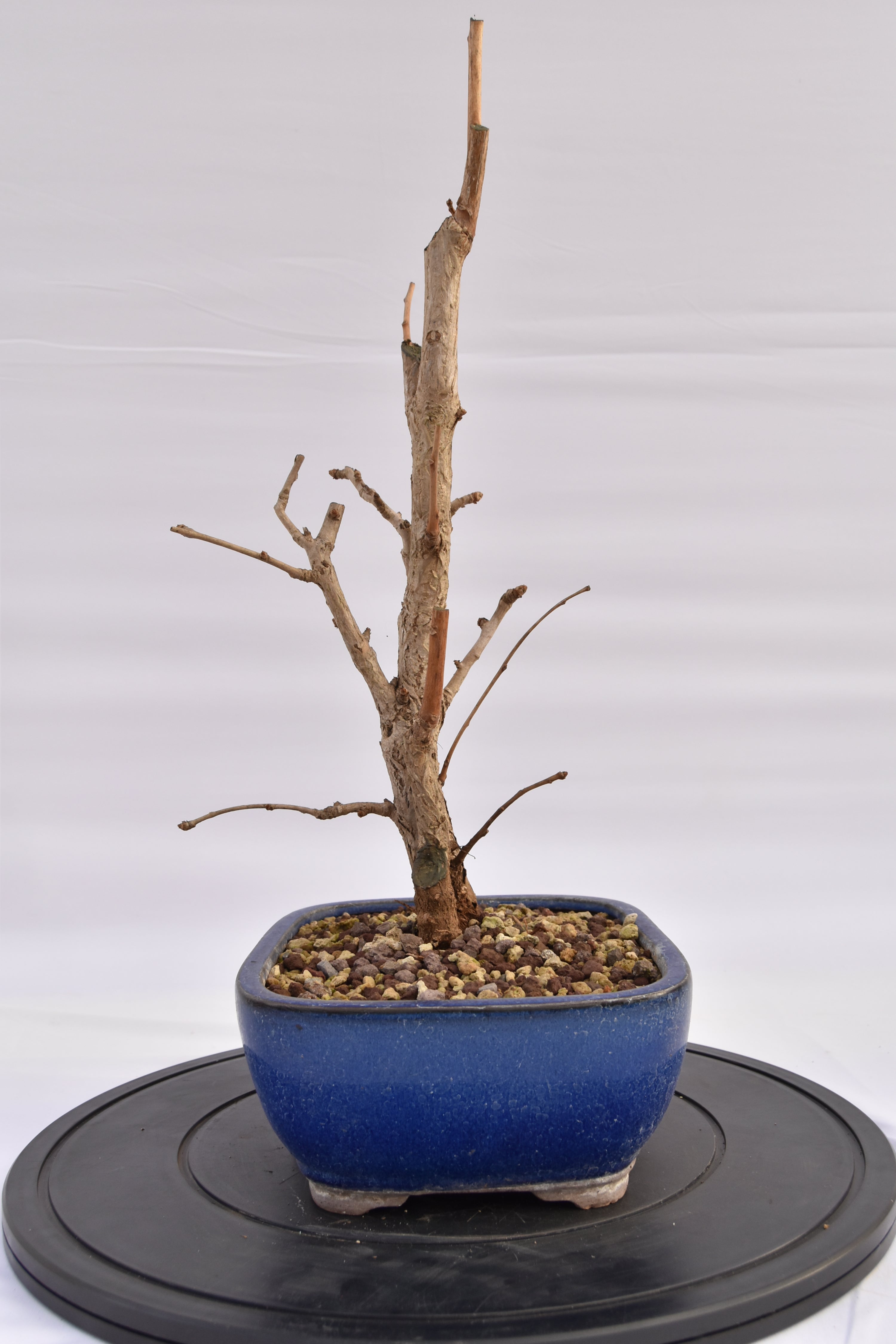 Ginkgo Biloba € 220 | La Gemma del bonsai