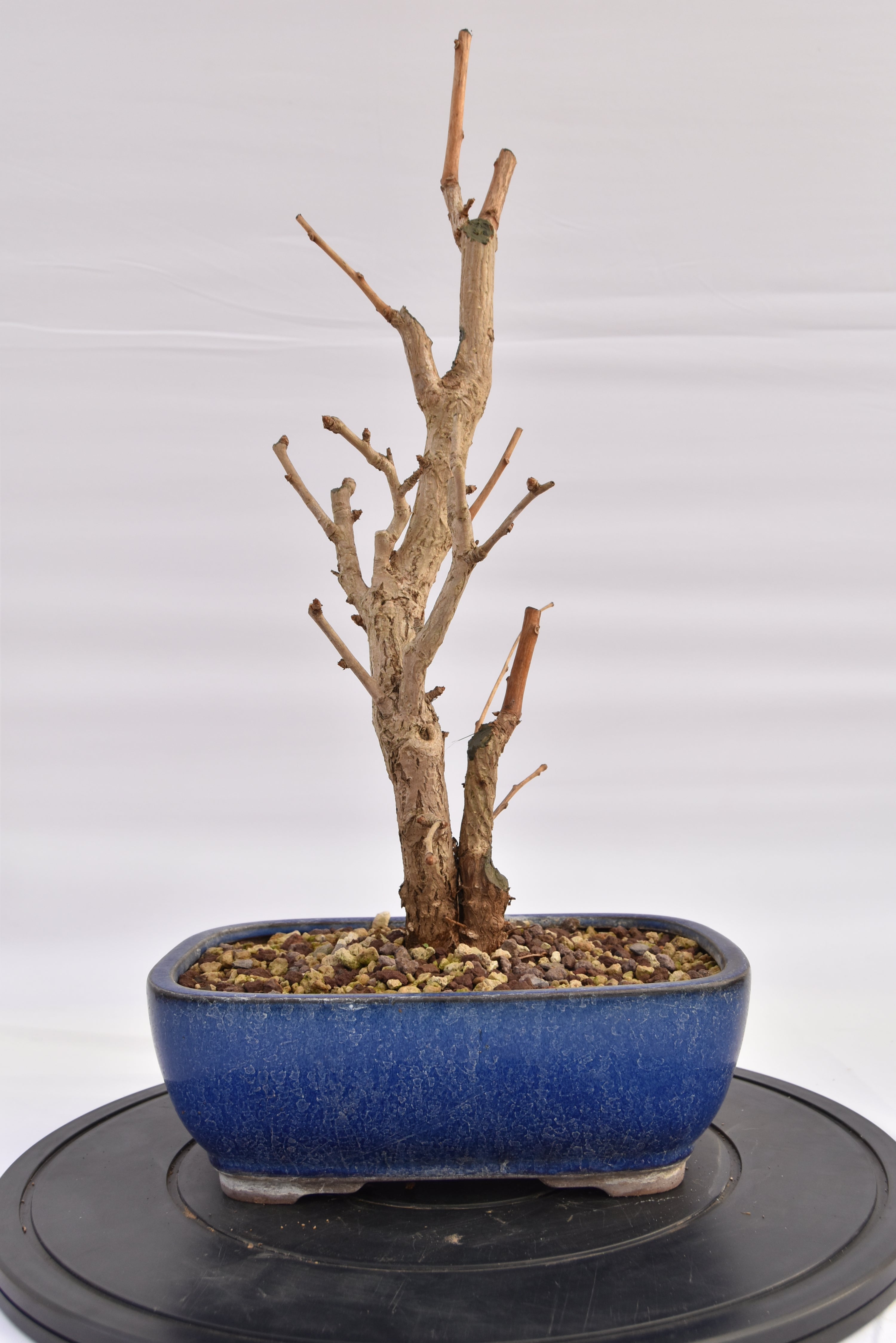 Ginkgo Biloba € 220 | La Gemma del bonsai