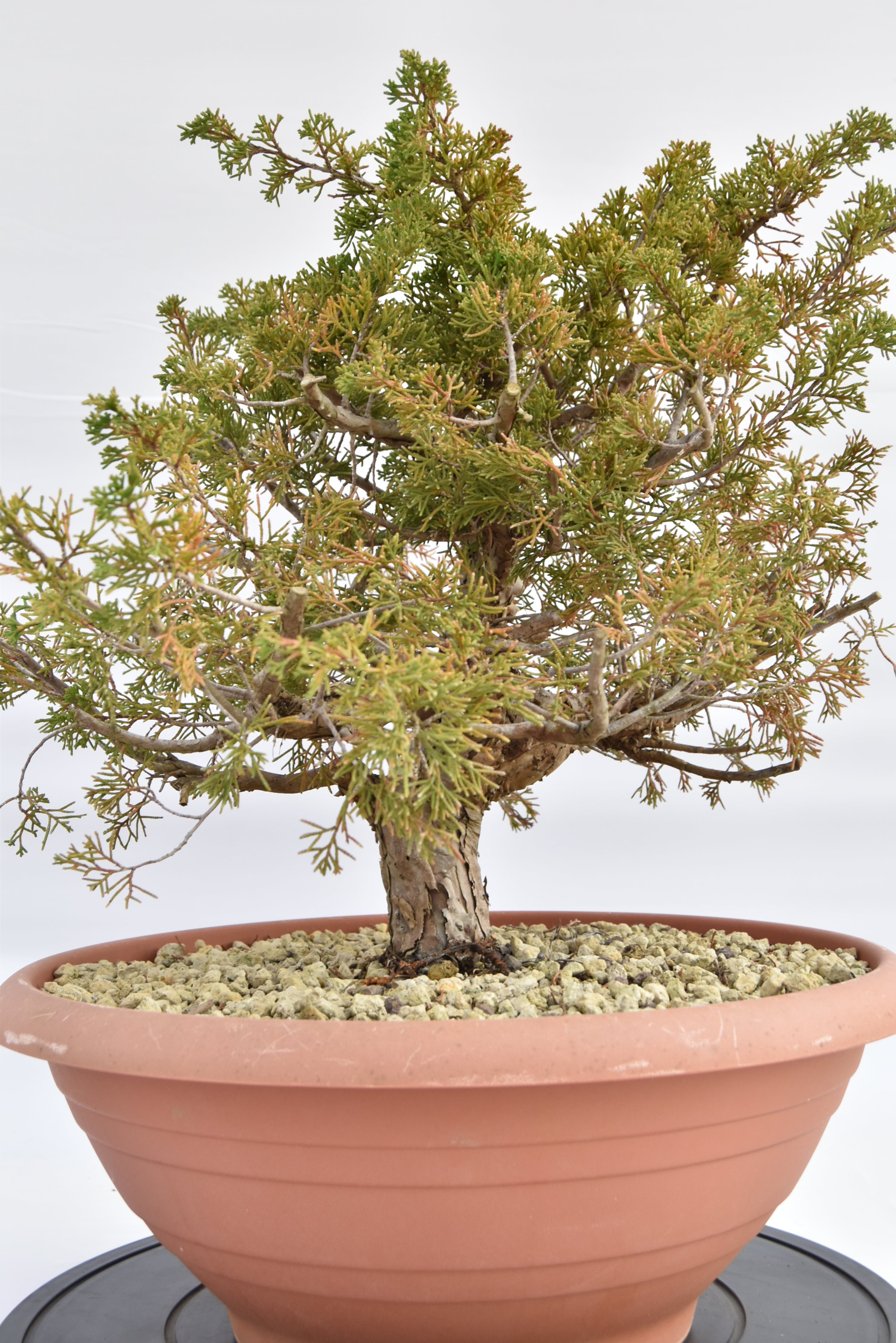 Ginepro Itoigawa € 380 | La Gemma del bonsai