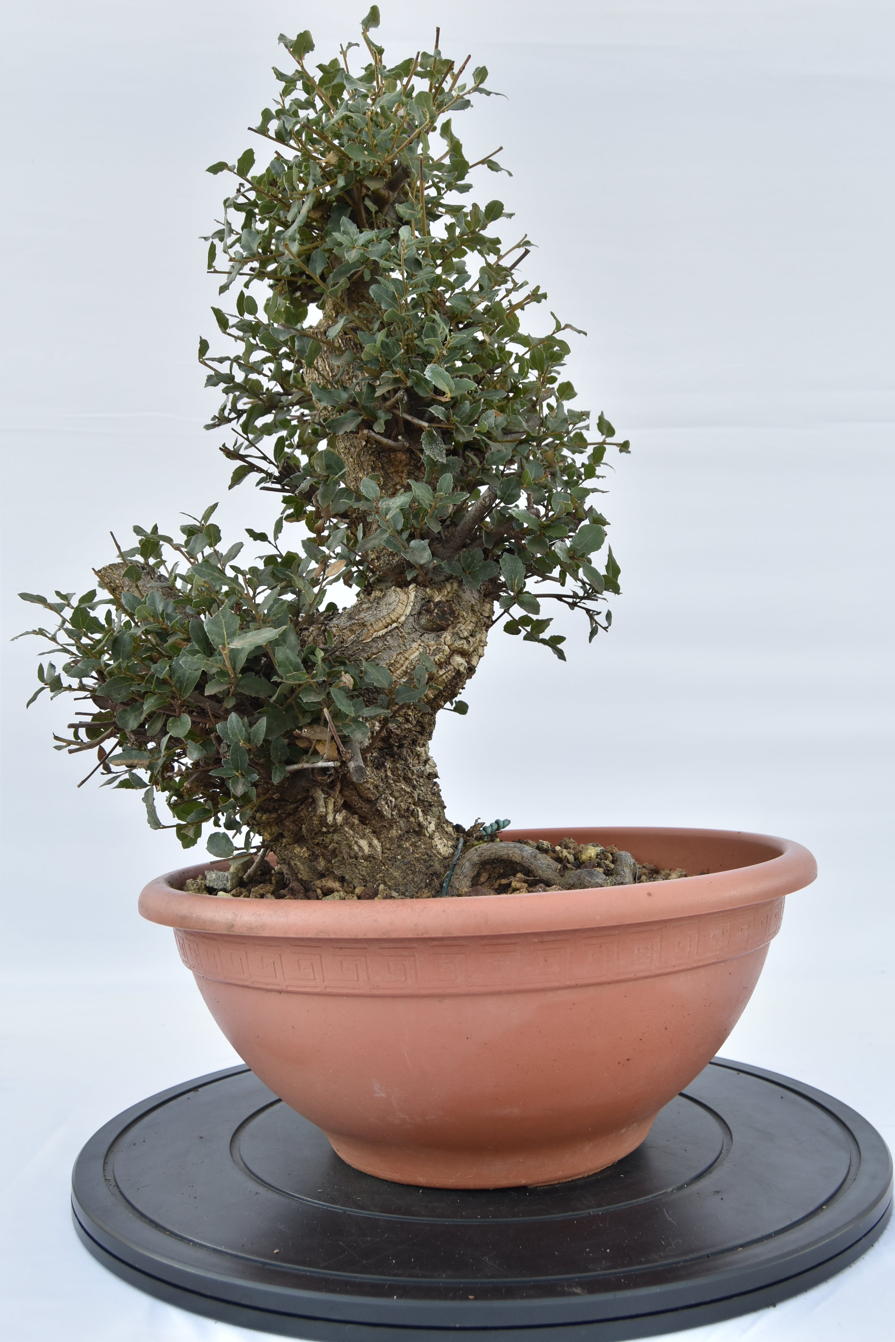 Quercia Sughera €380 | La Gemma del  bonsai