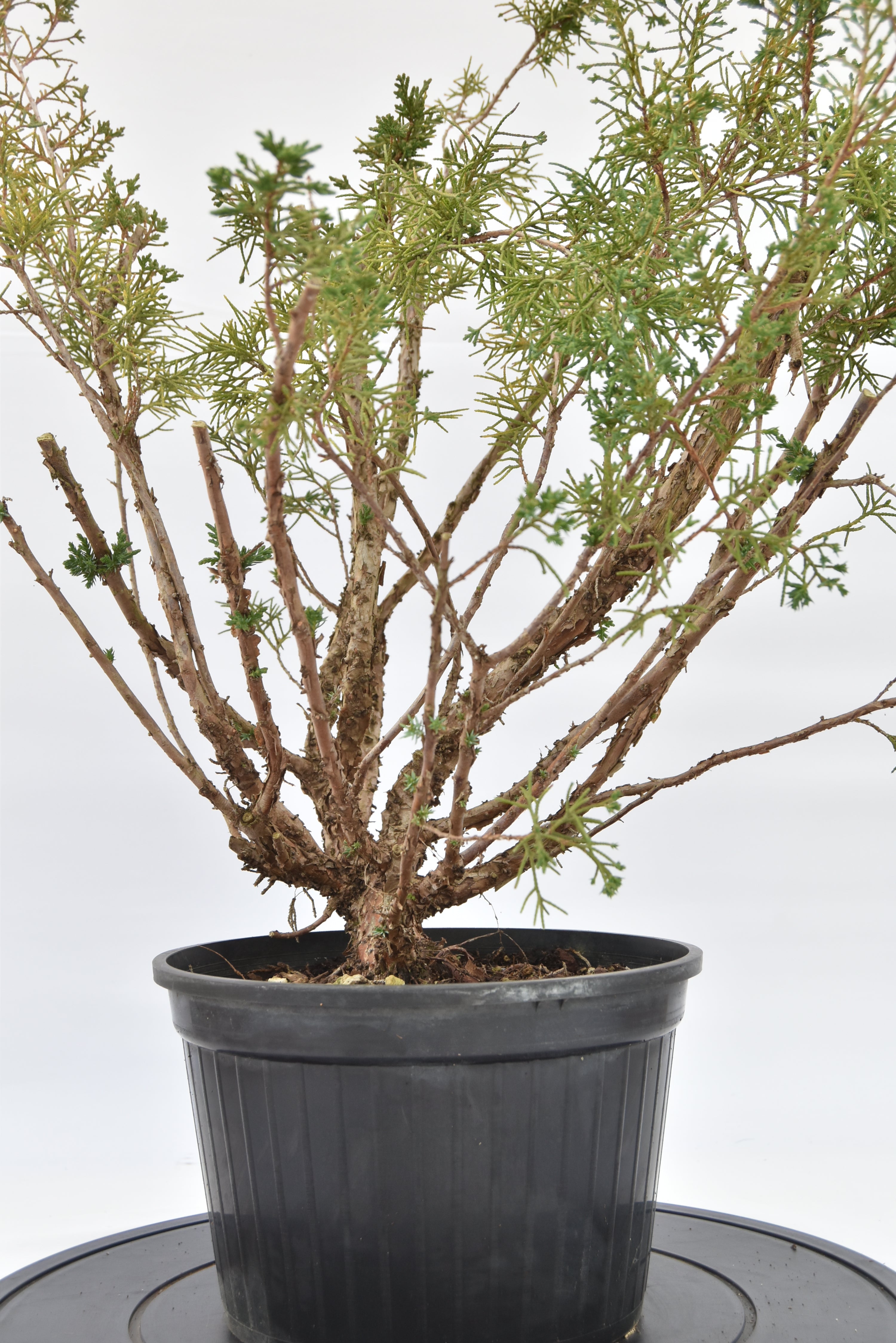 Ginepro Kishu € 100 | La Gemma del bonsai