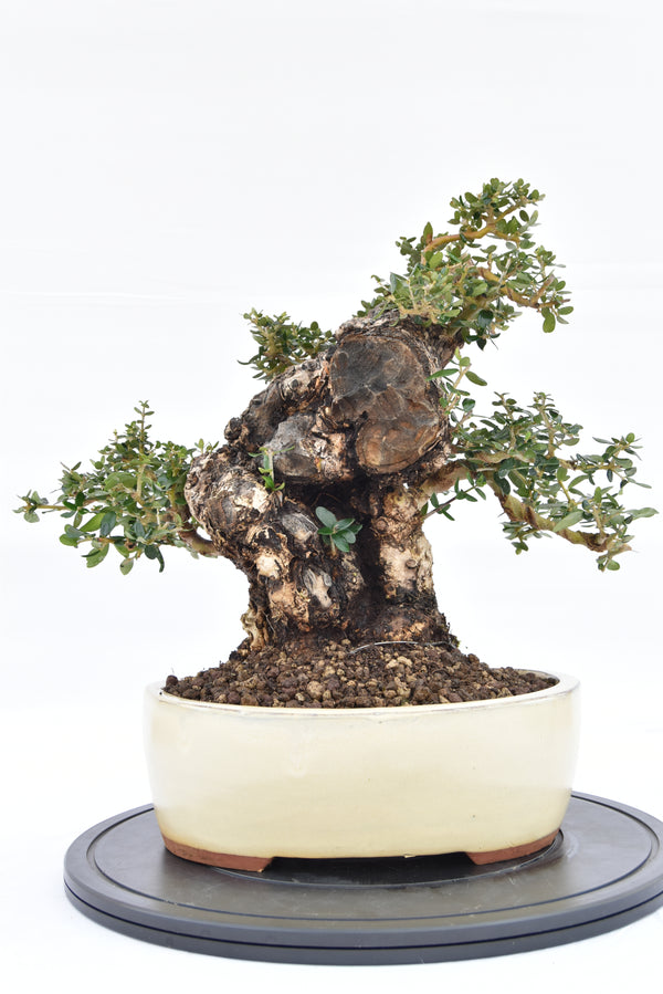 Olivastro € 420 | La Gemma del bonsai