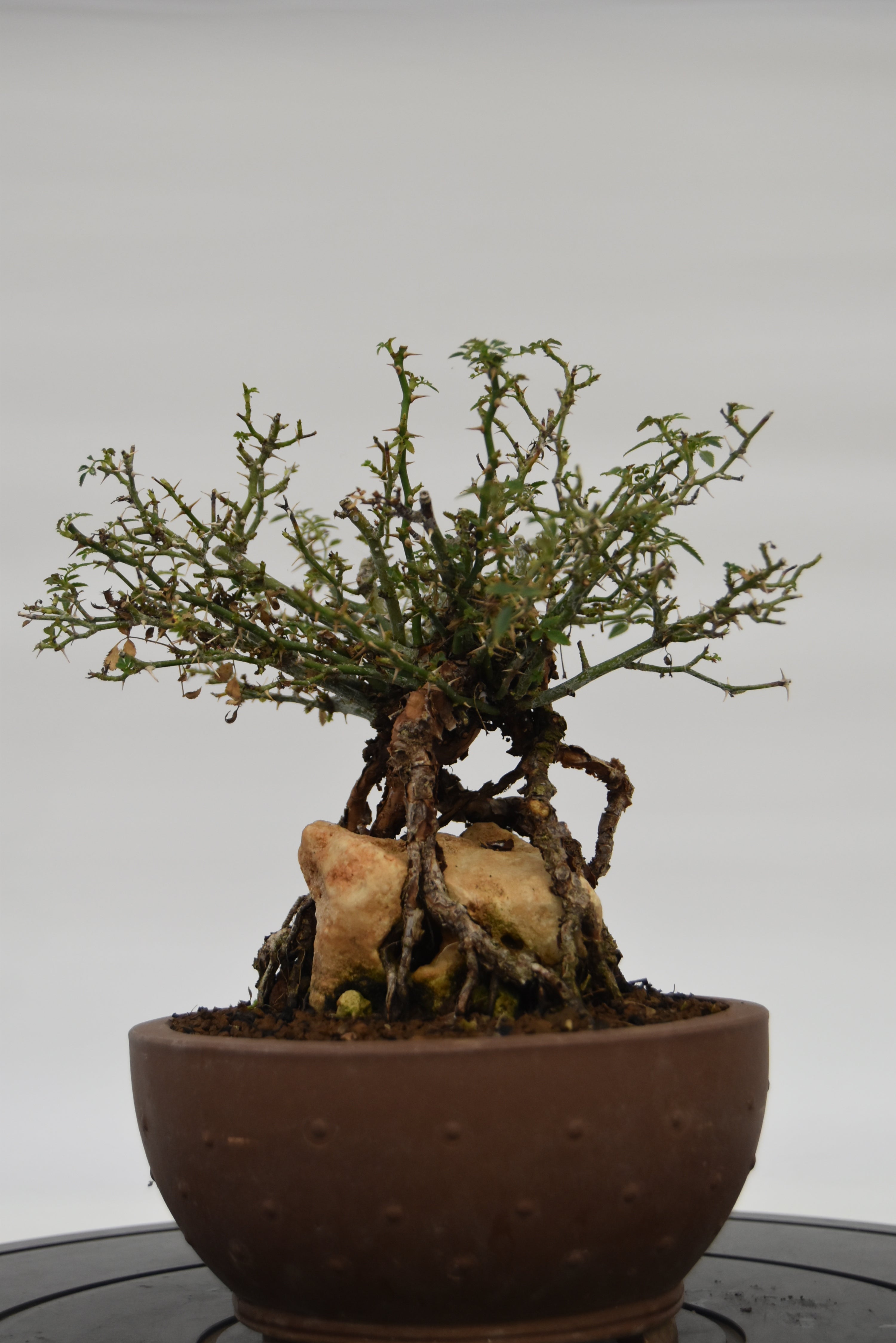 Rosa Japan € 220 | La Gemma del bonsai
