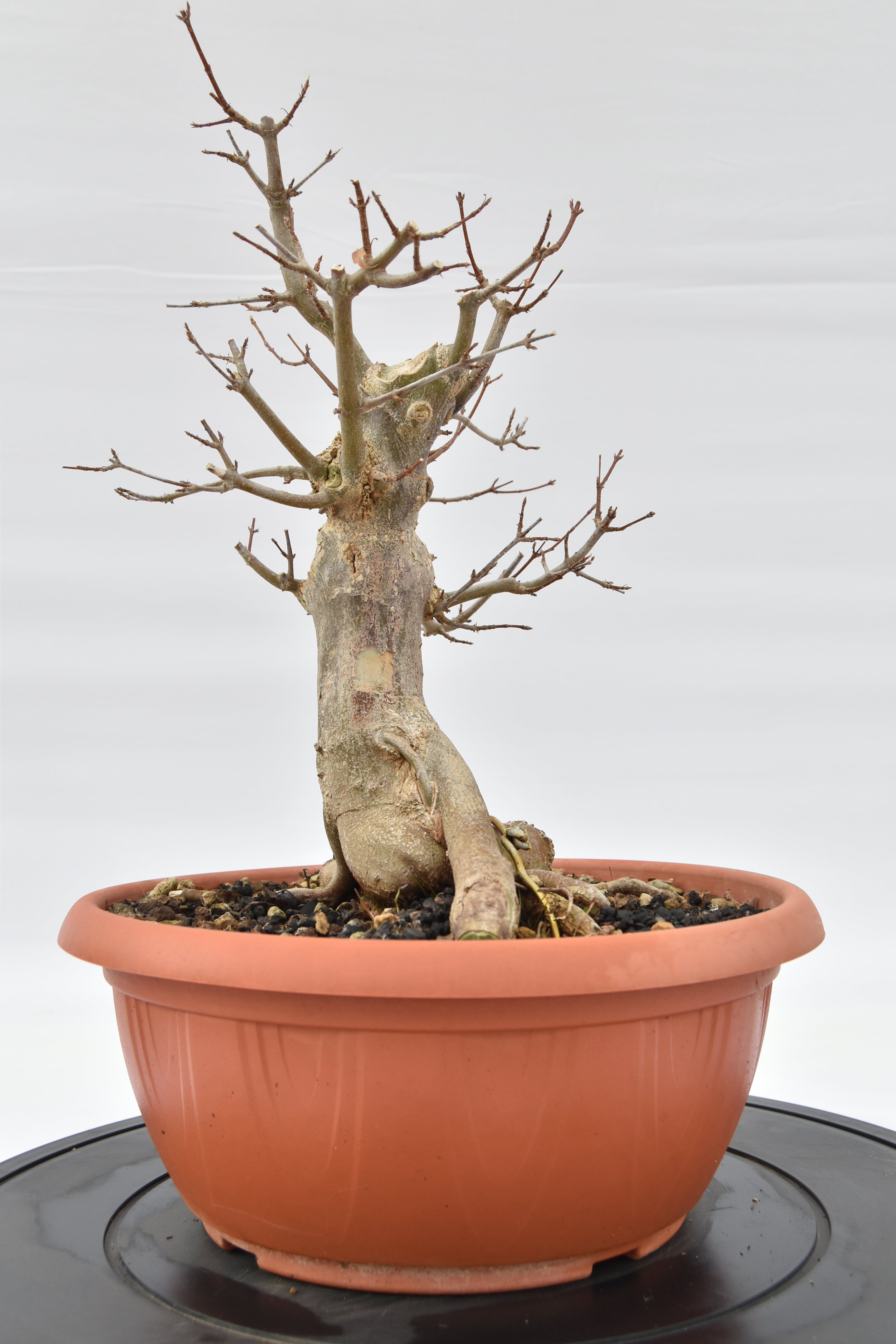 Acero Tridente € 220 | La Gemma del bonsai