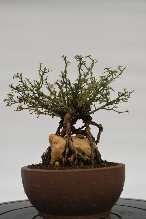 Rosa Japan € 220 | La Gemma del bonsai