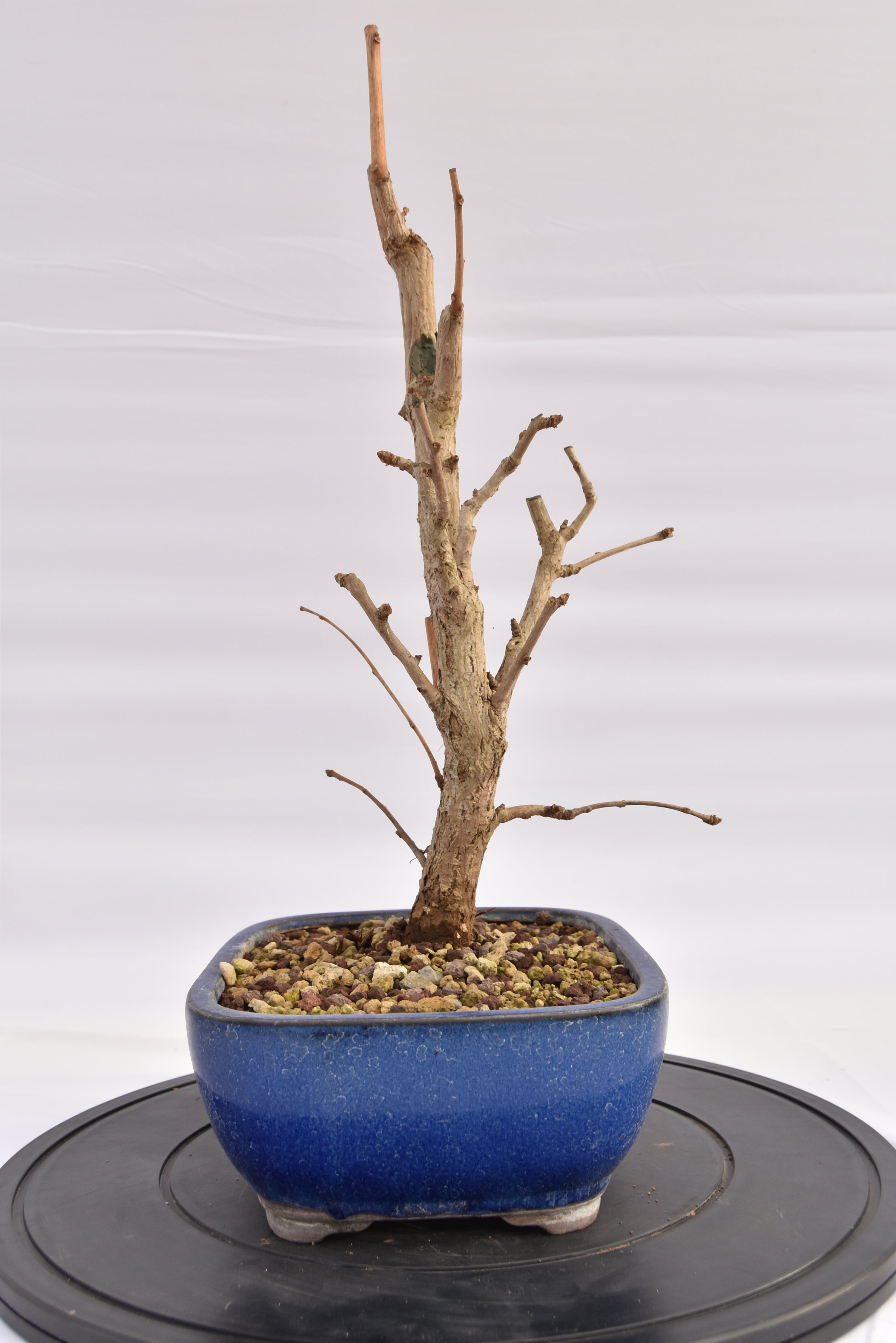 Ginkgo Biloba € 220 | La Gemma del bonsai