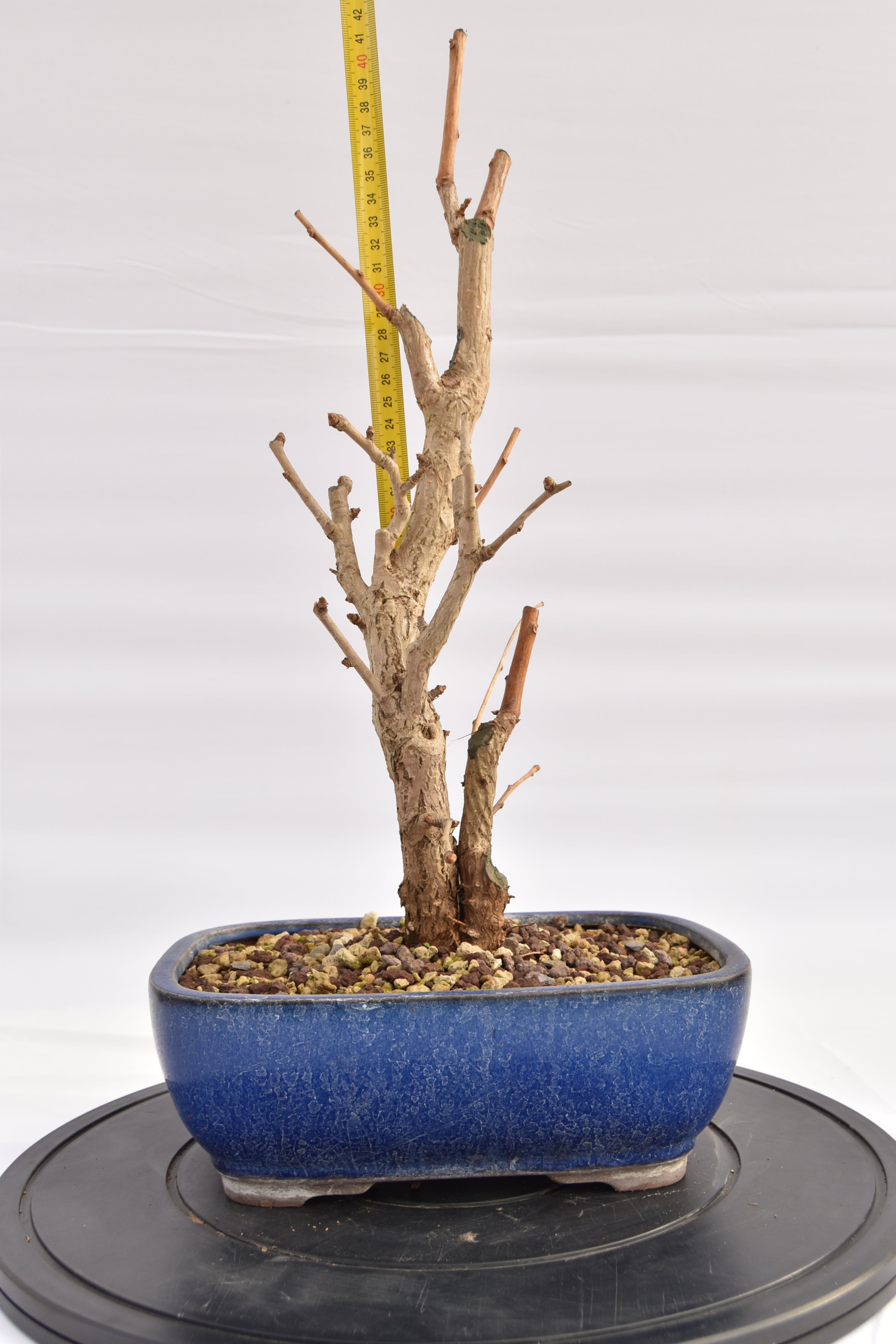 Ginkgo Biloba € 220 | La Gemma del bonsai