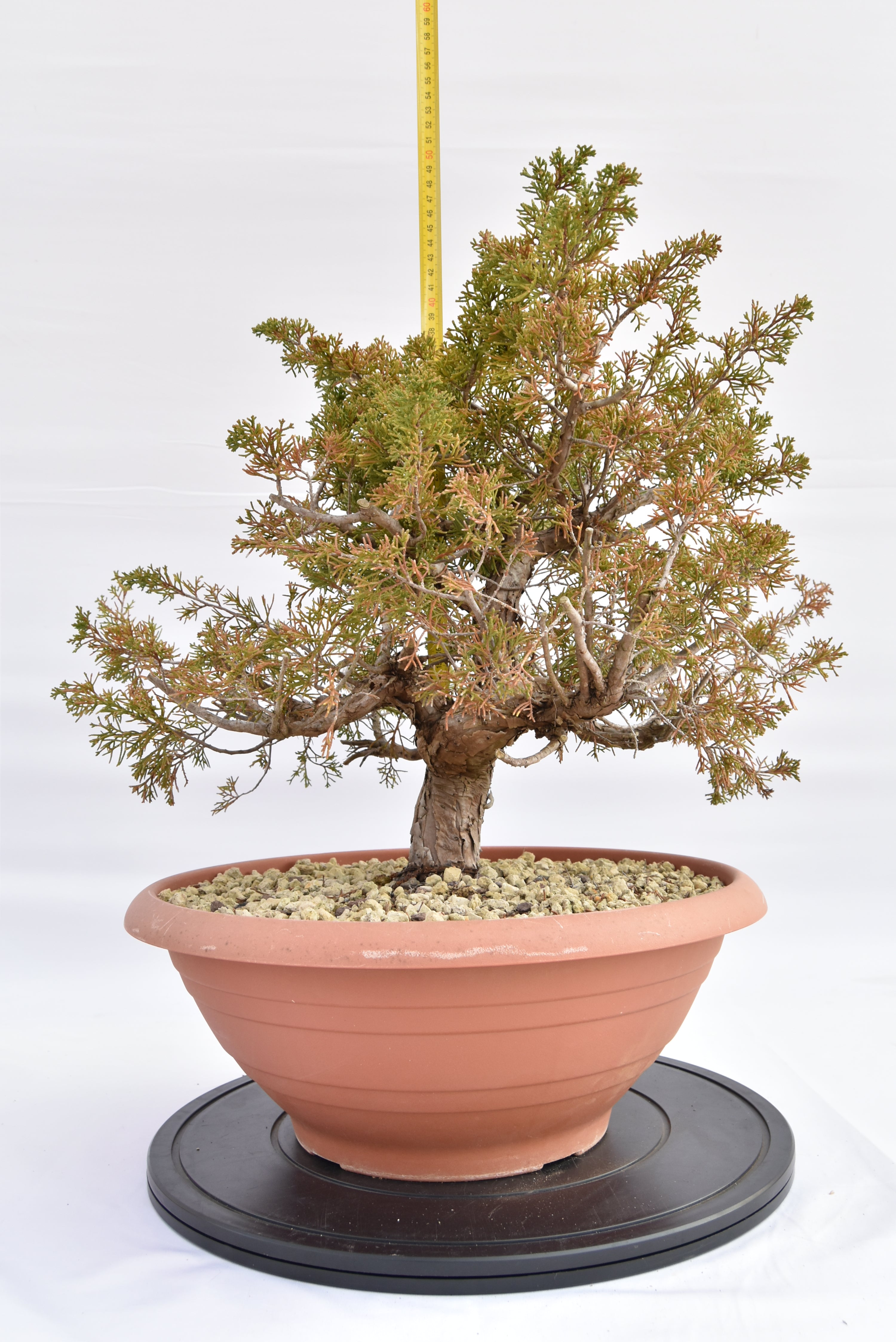 Ginepro Itoigawa € 380 | La Gemma del bonsai
